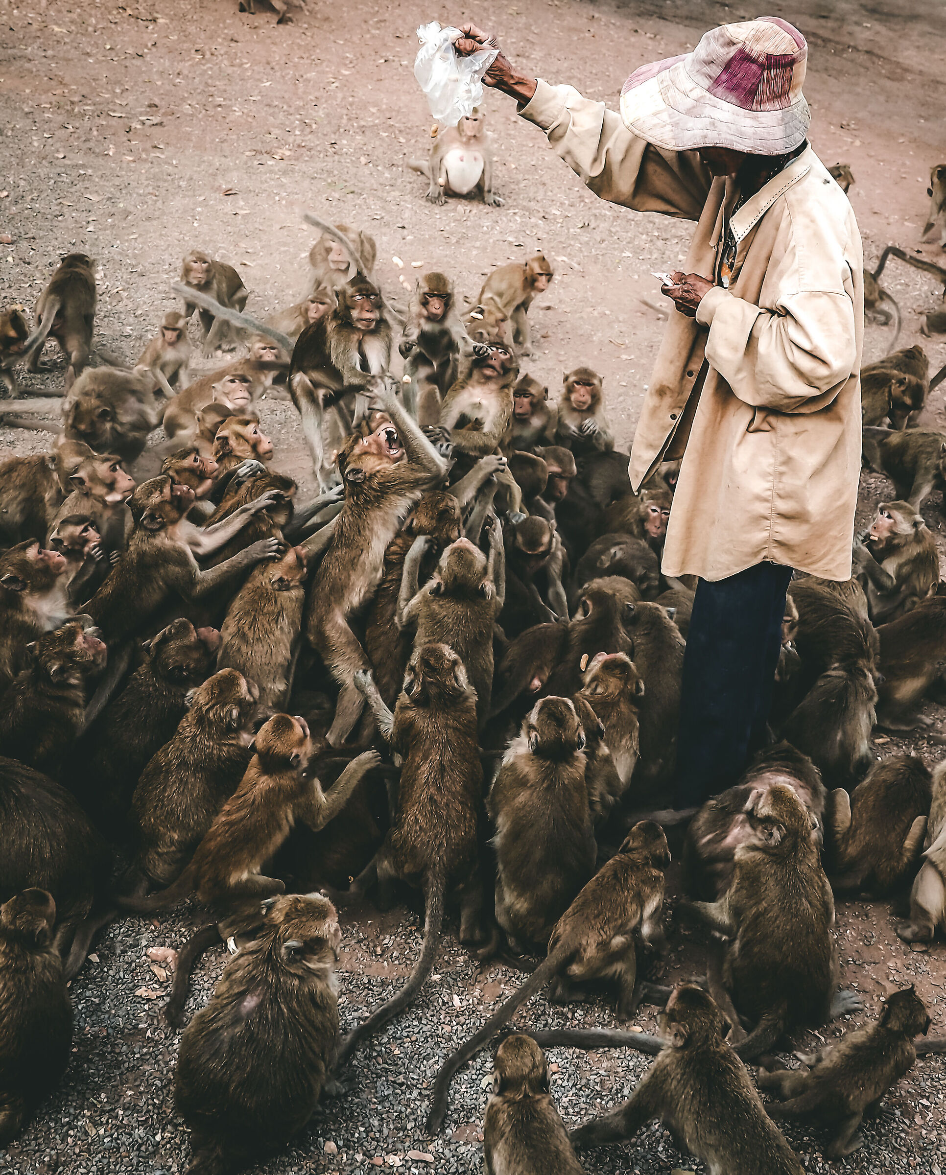 Dolci tenere scimmie