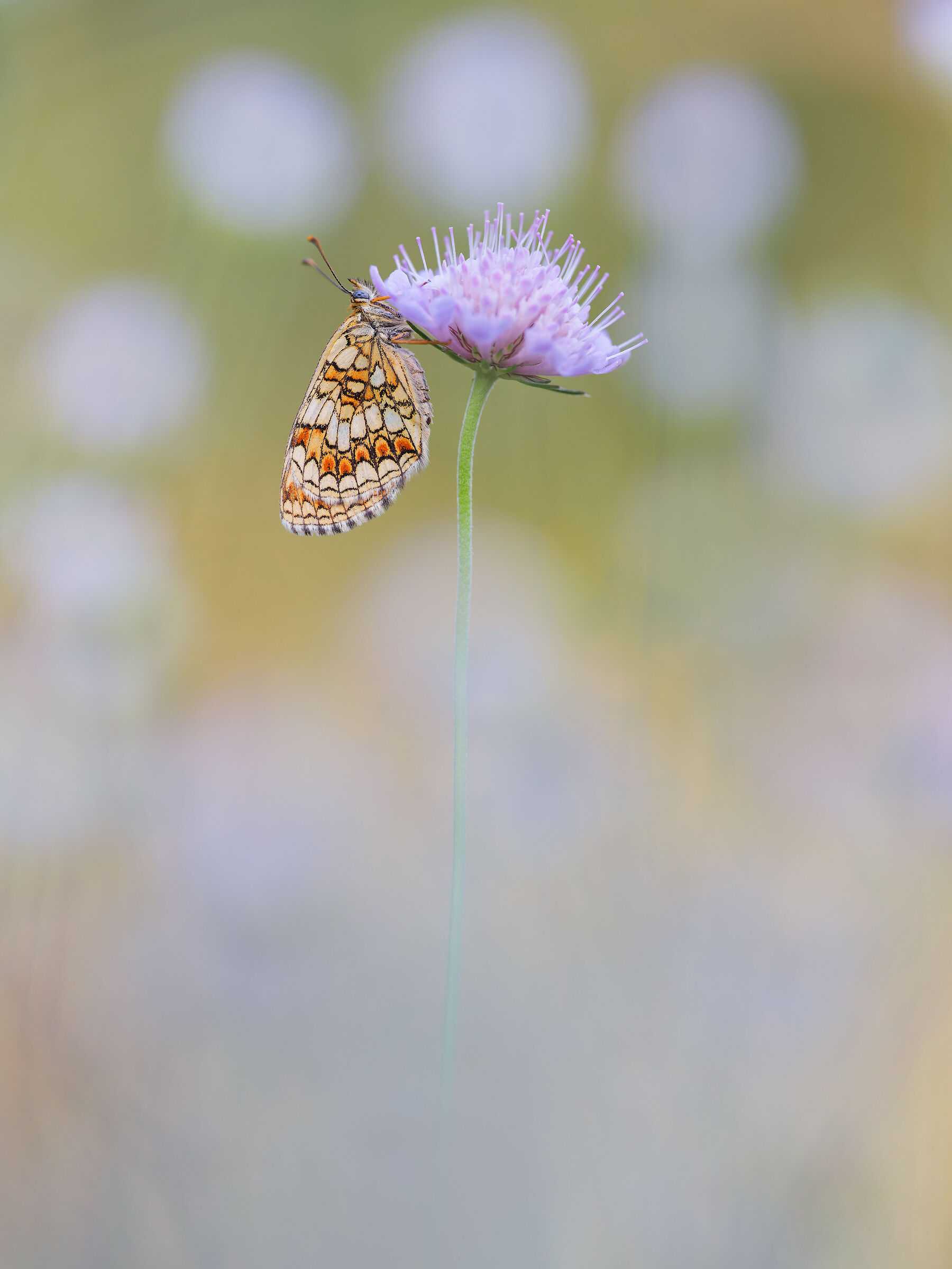 Melitaea athalia
