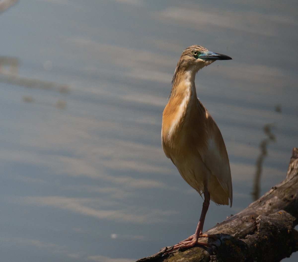 Siiii?Chi mi chiama?