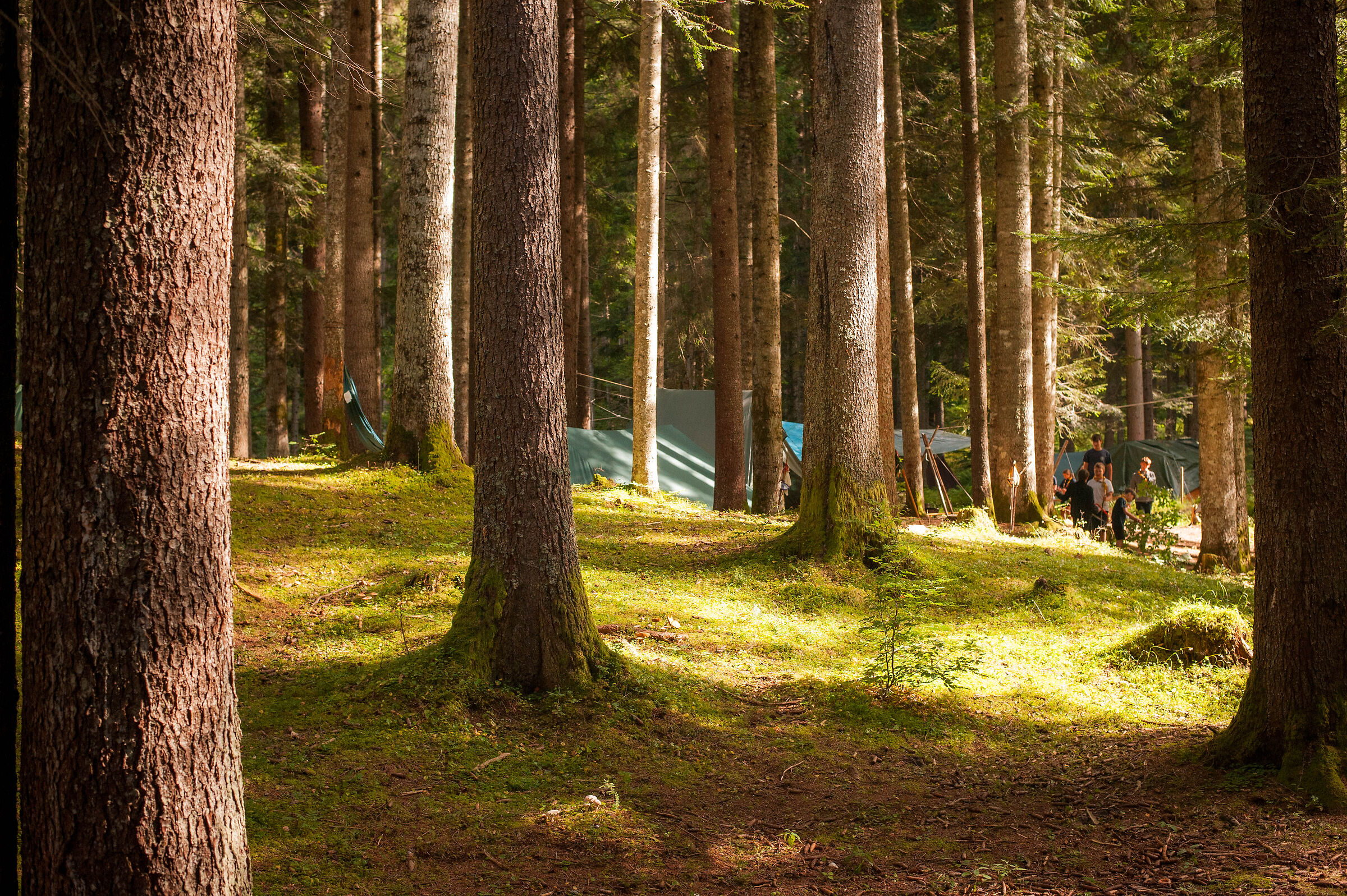 The Lorenthago Forest