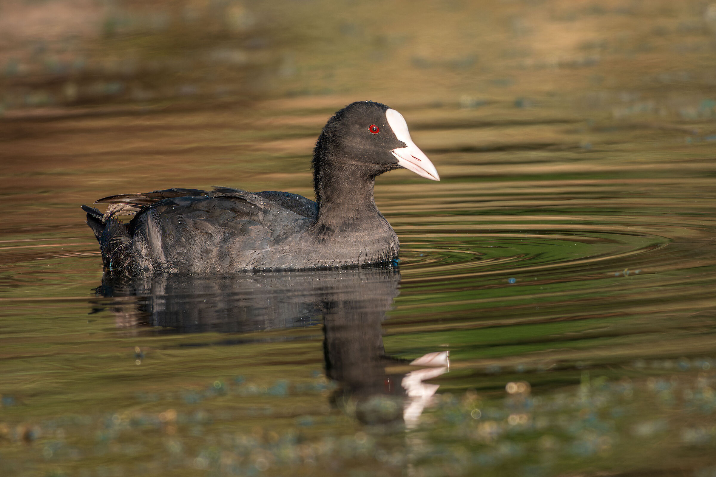 Coot, test 400-800+1.4x