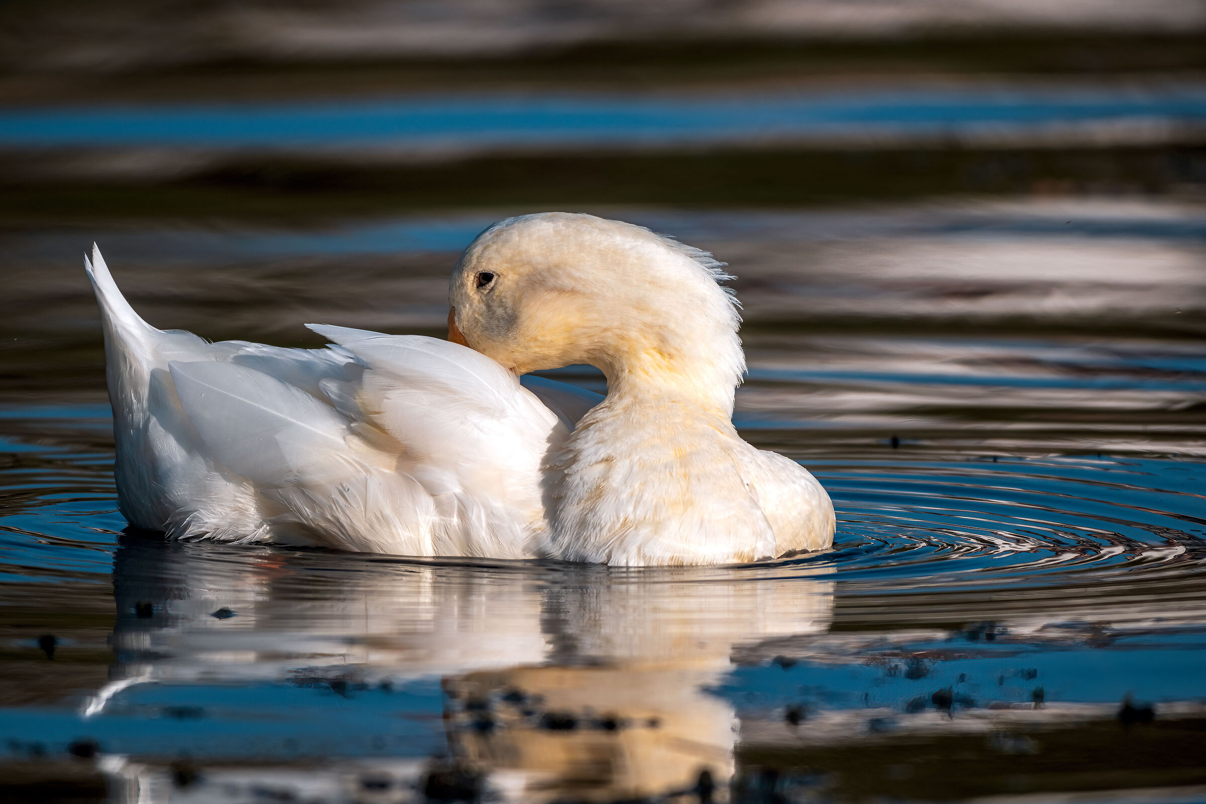 White duck - various tests