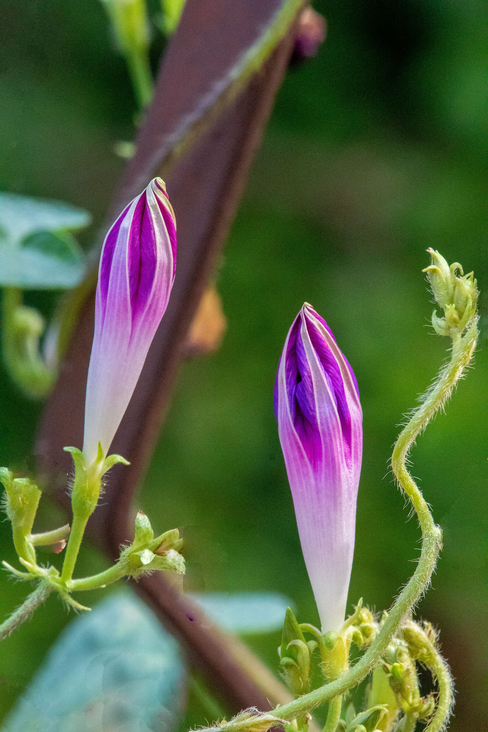 Young Ipomeas