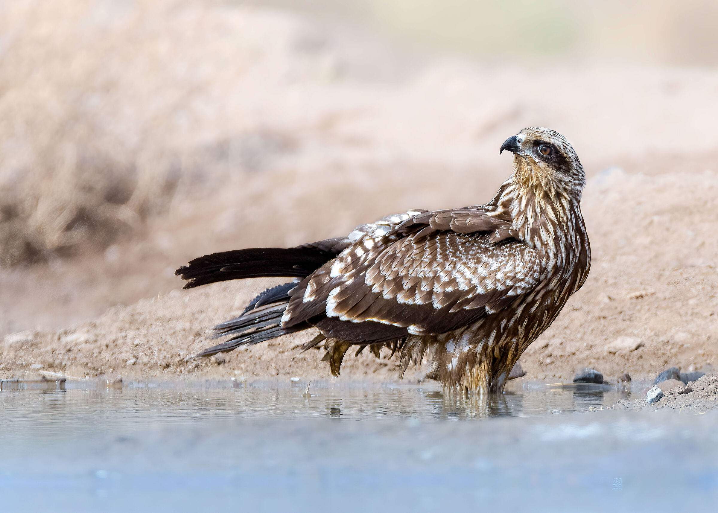 Black kite