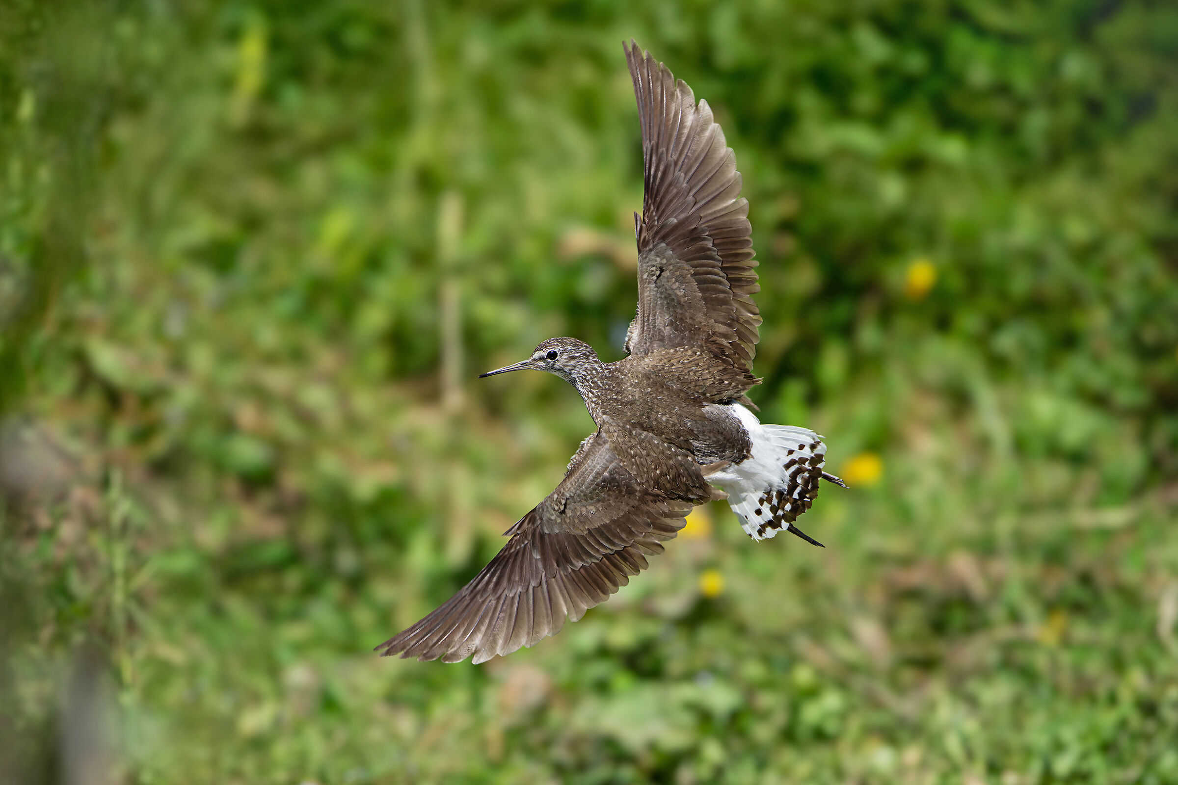 Wheatear Sandpiper