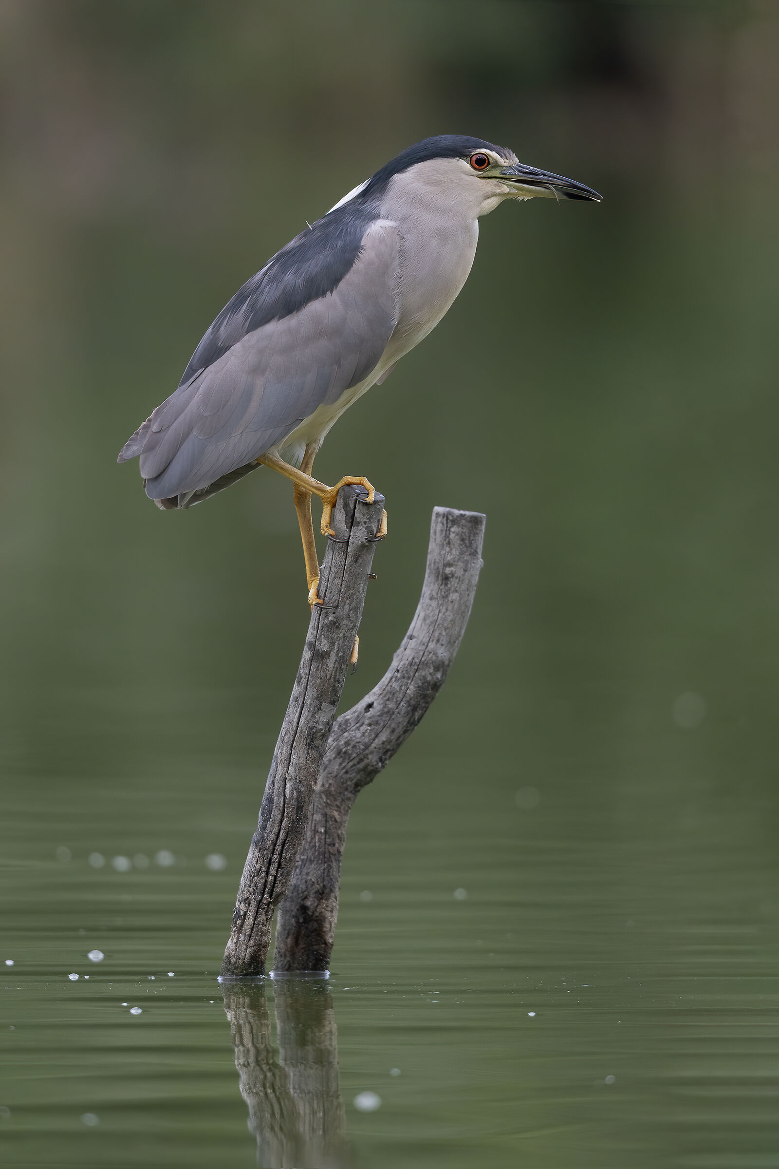 Night Heron