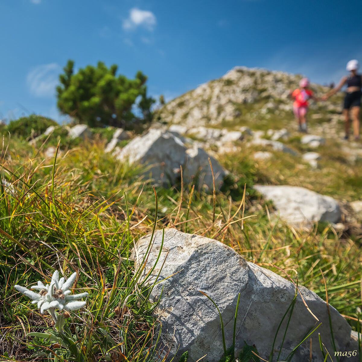 Mamma, cerchiamo le stelle alpine?