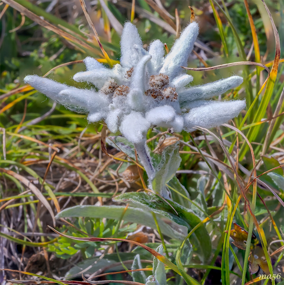 Edelweiss