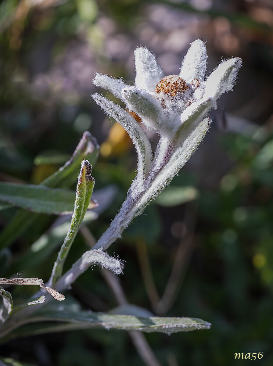 Edelweiss