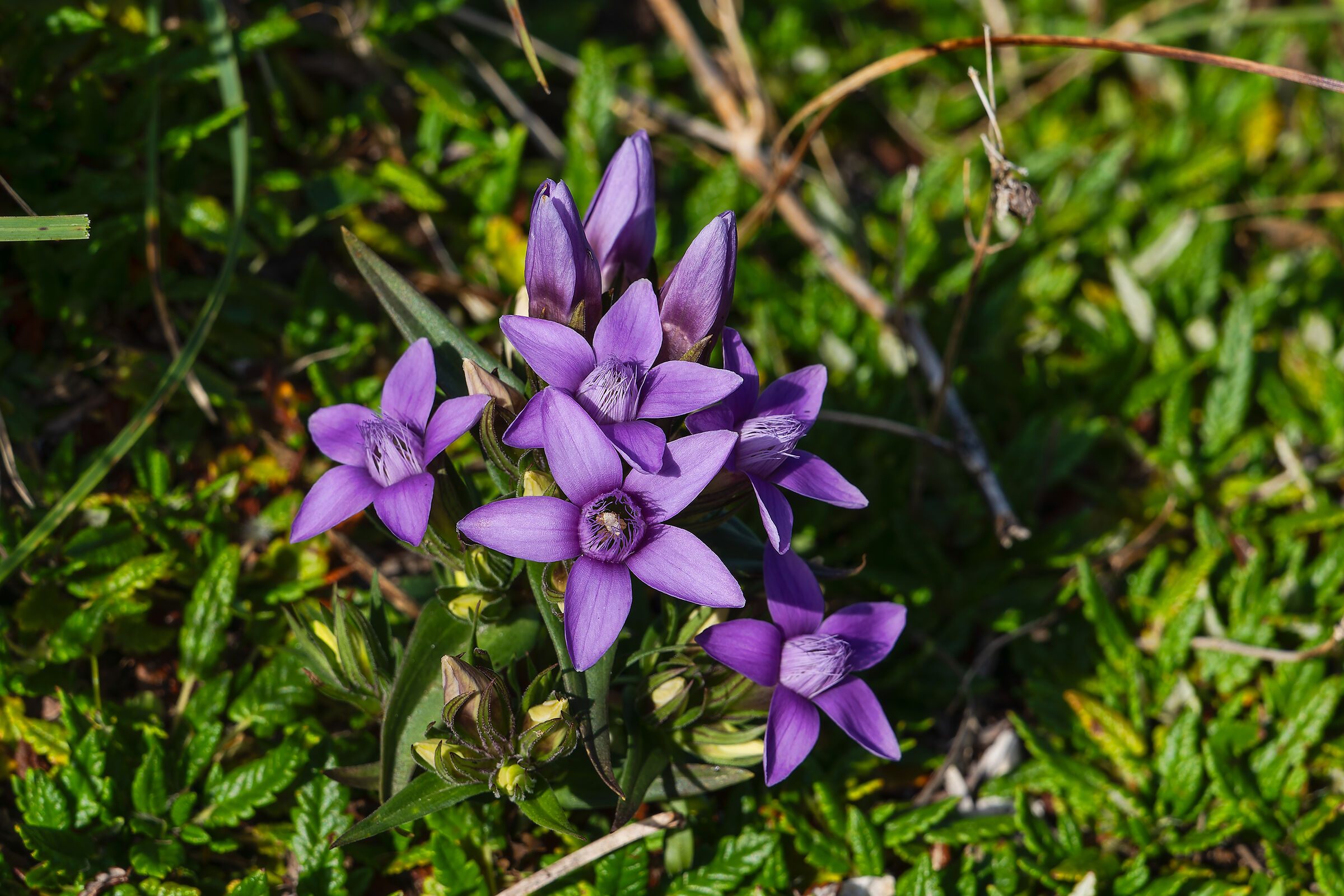 Genzianella campestre