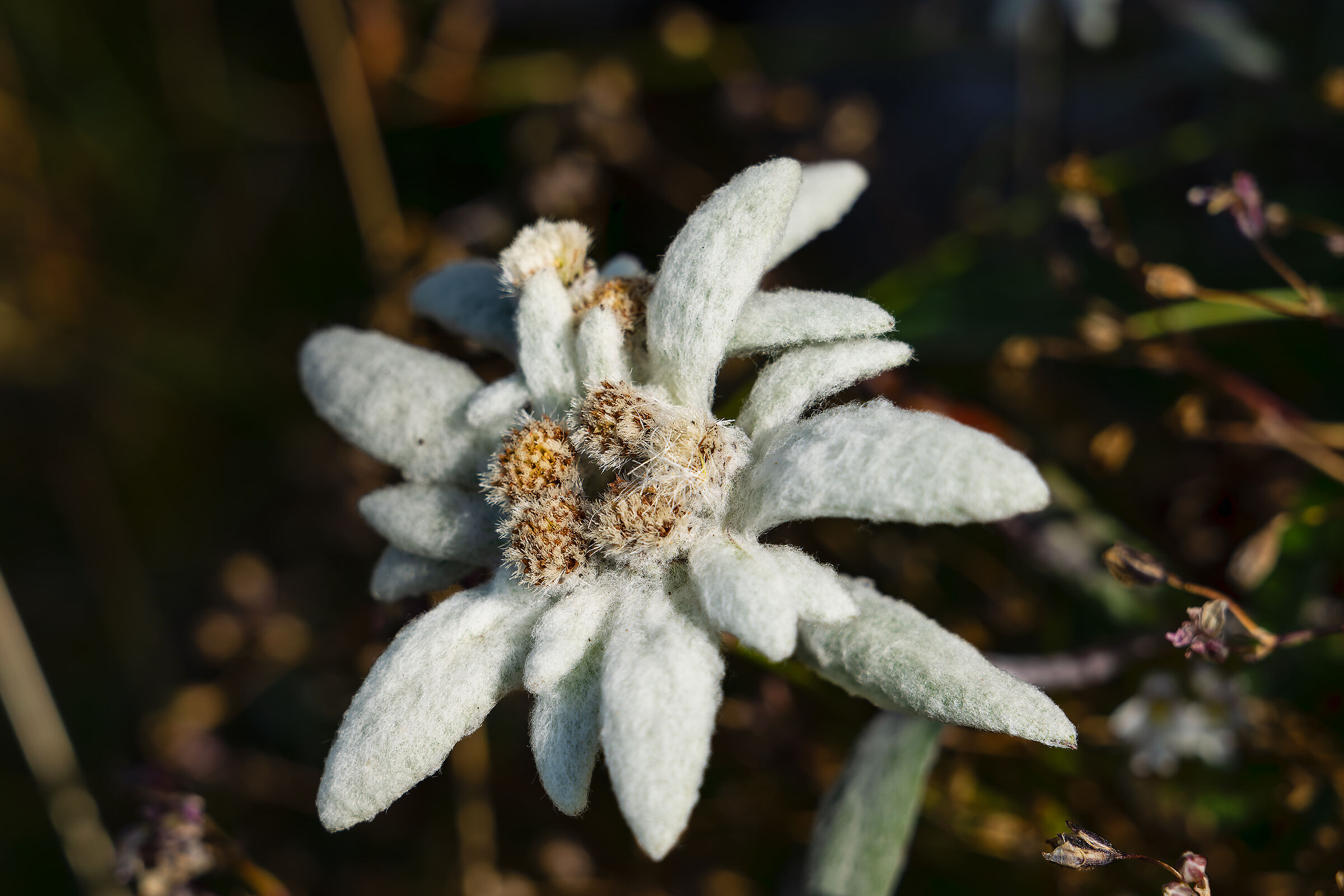 Edelweiss