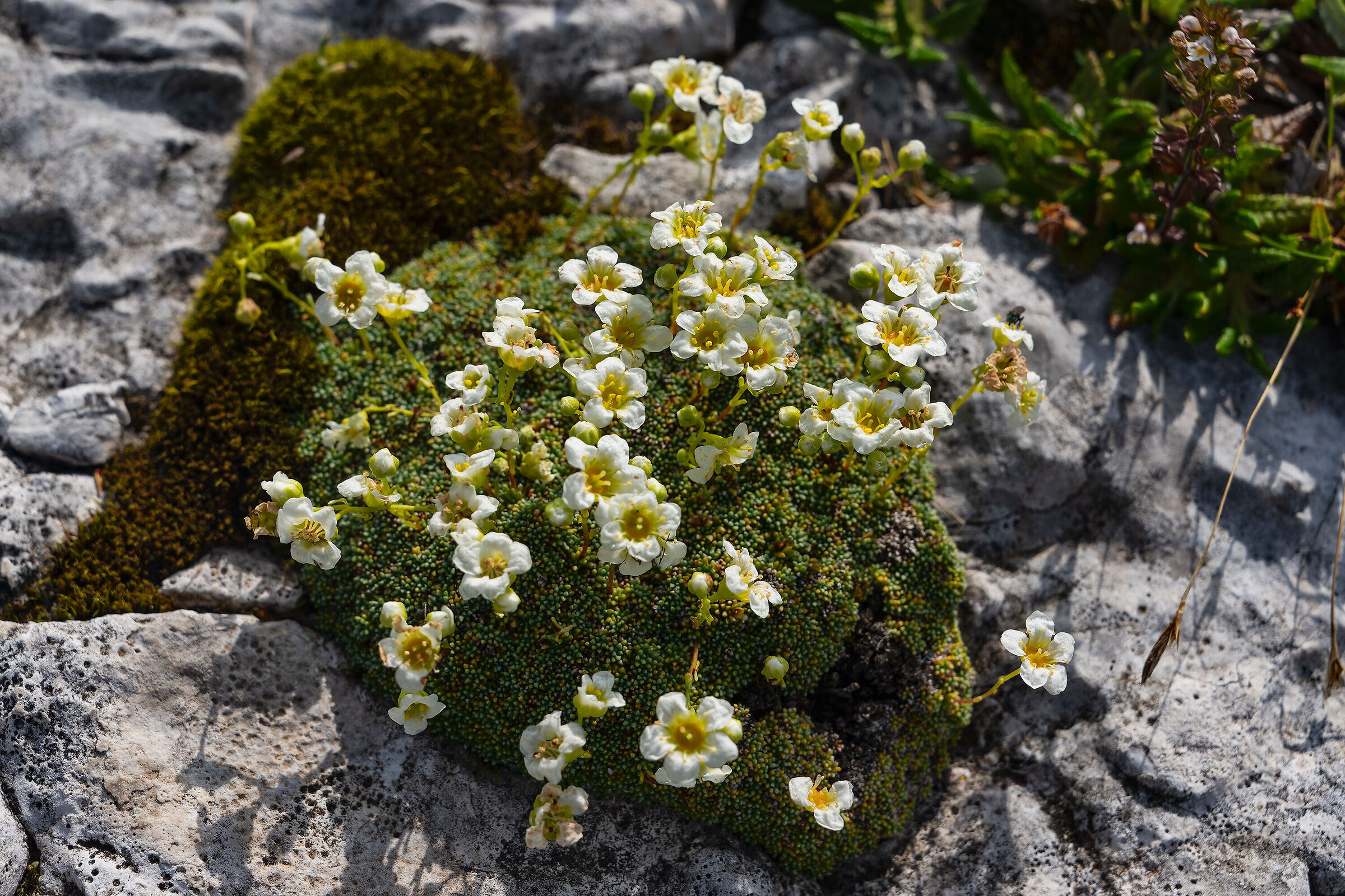 Saxifraga squarrosa
