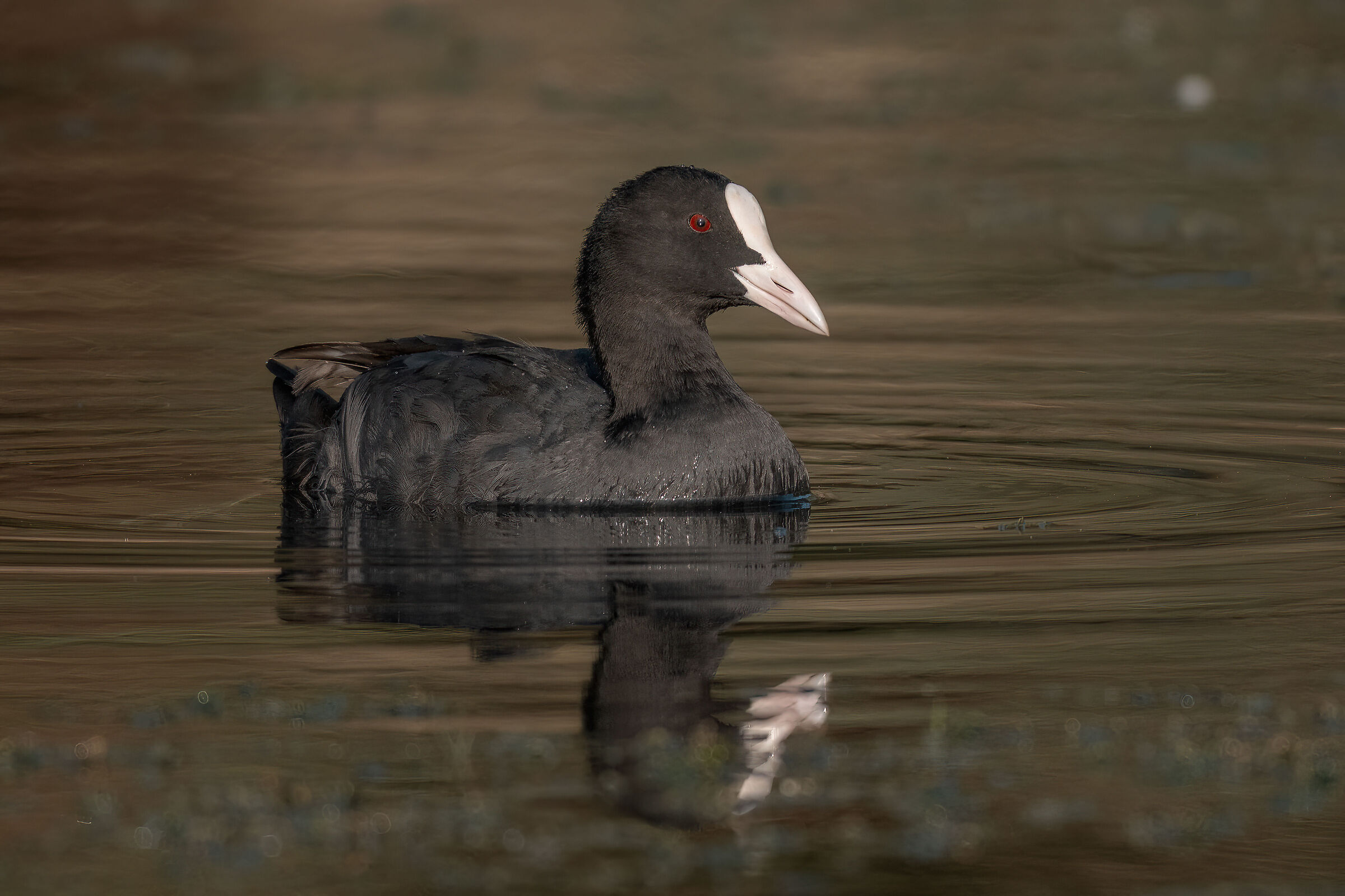 Coot, white-beaked test 400-800+1.4x