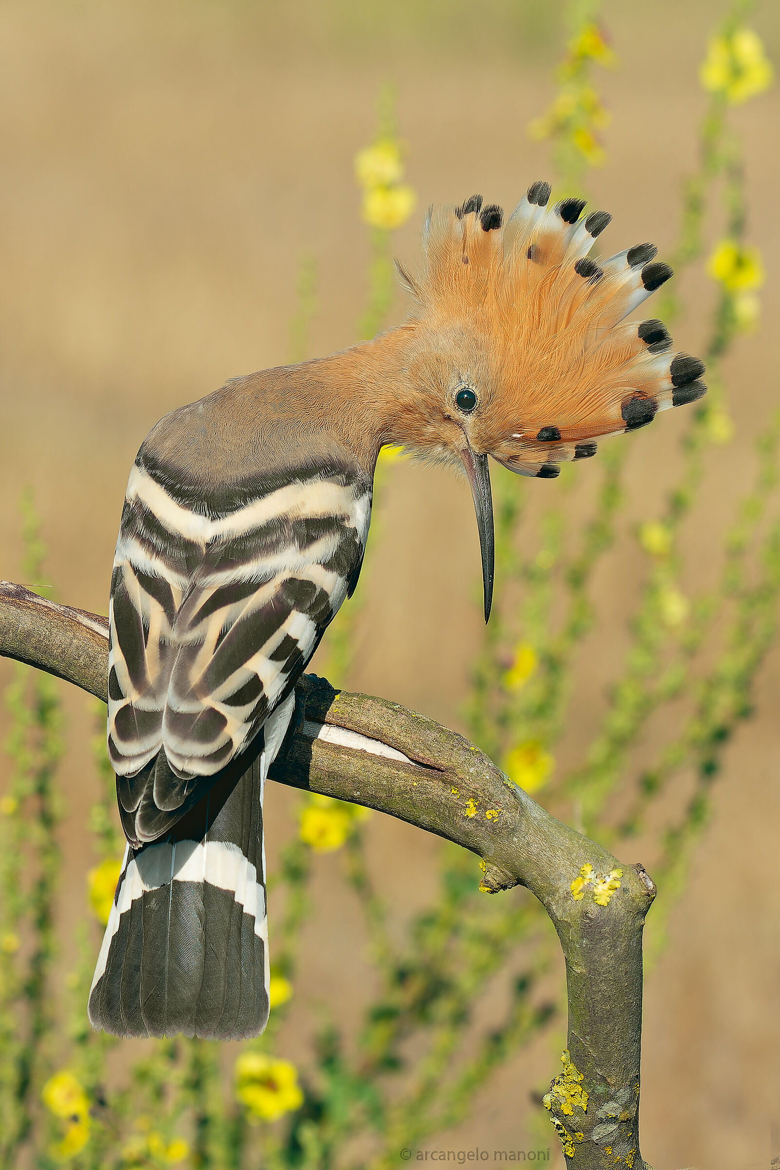 The tuft among the wildflowers