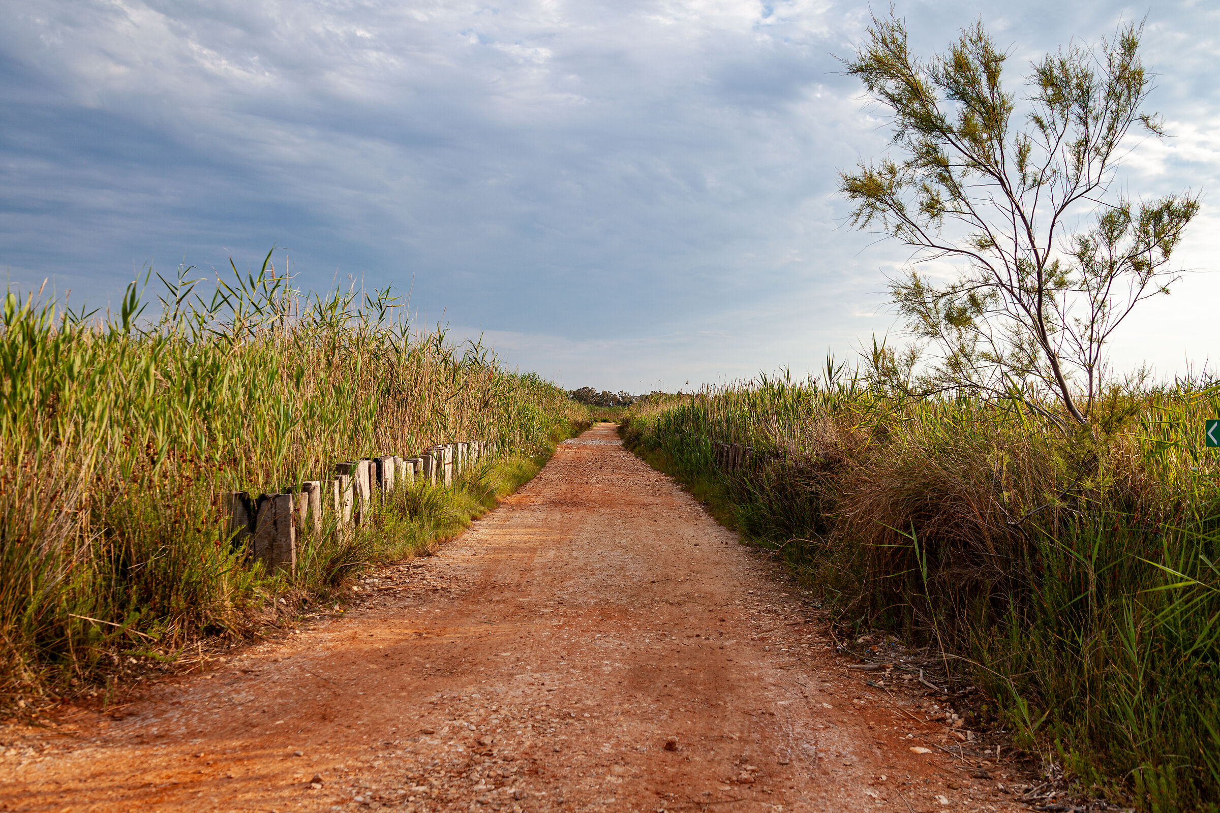 Between the reeds