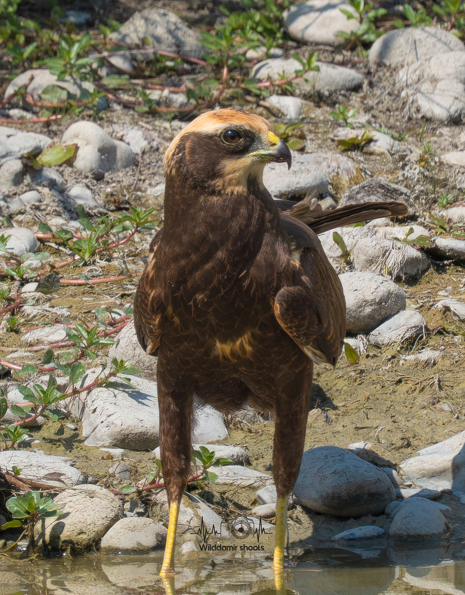 Marsh Harrier