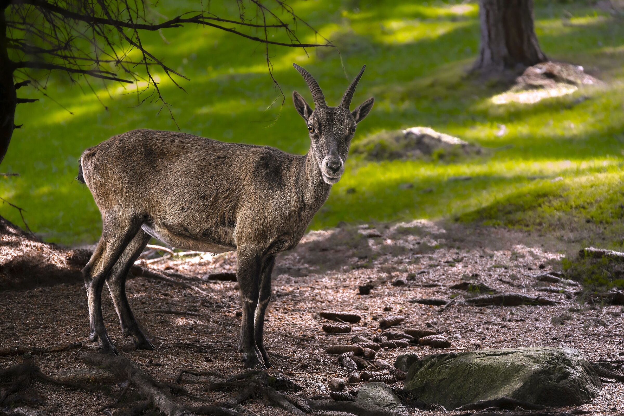 Ibex in Aprica