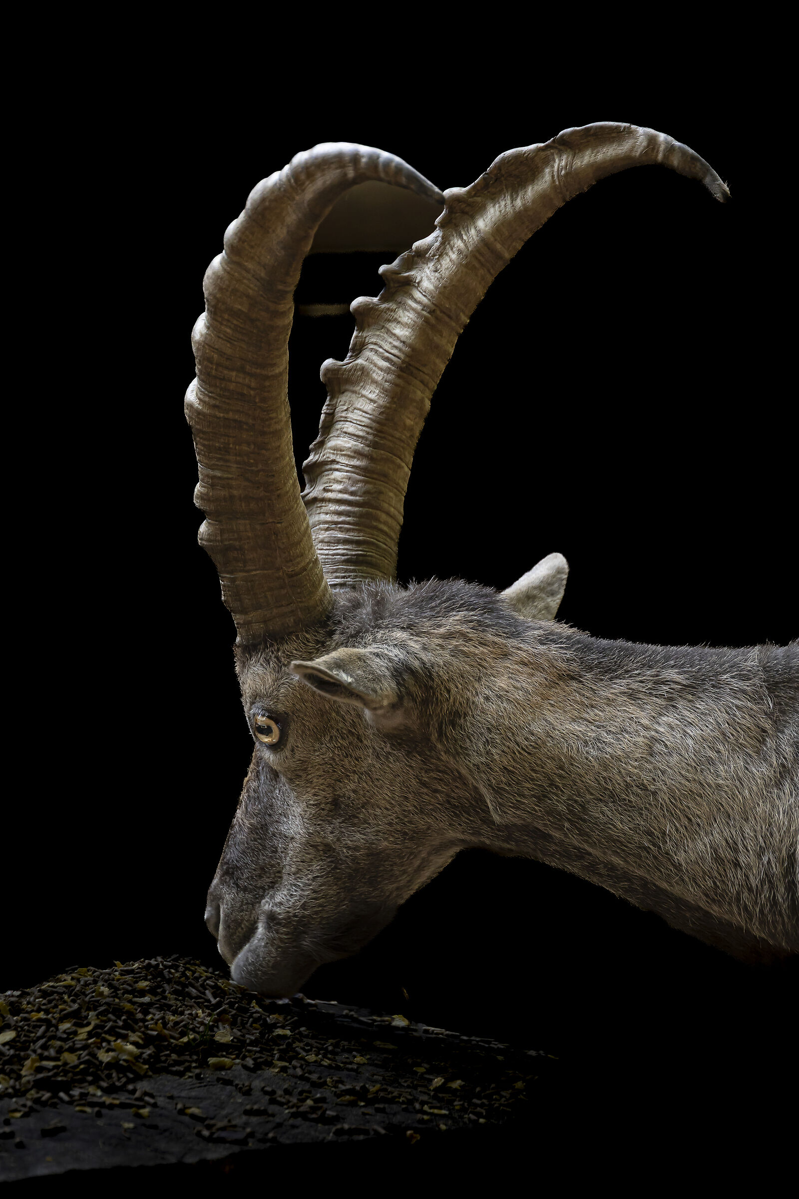 Ibex in Aprica