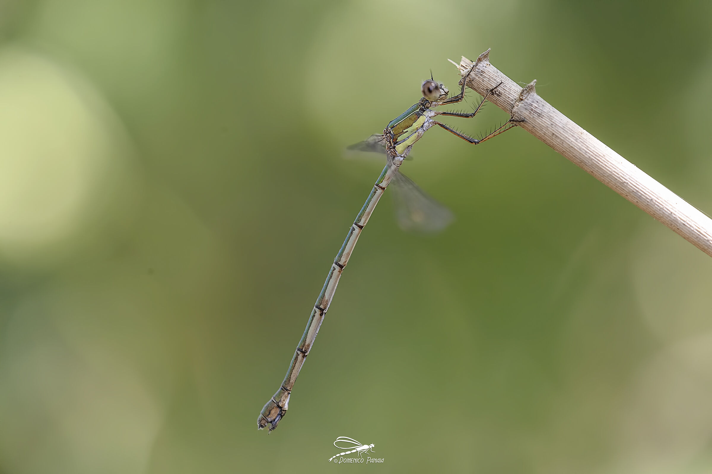 Chalcolestes parvidens