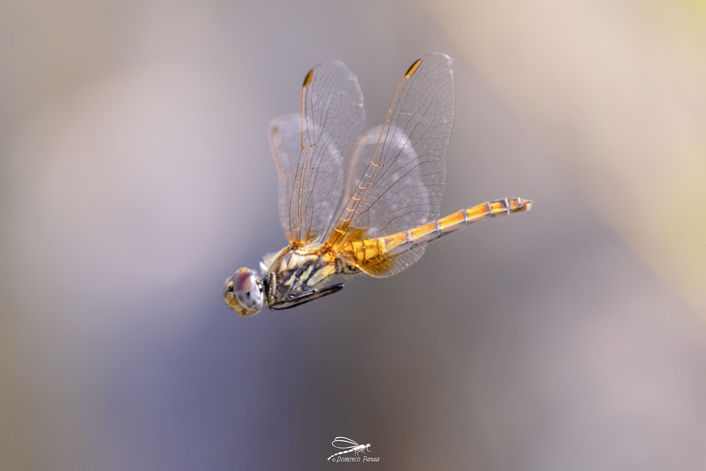 Trithemis annulata