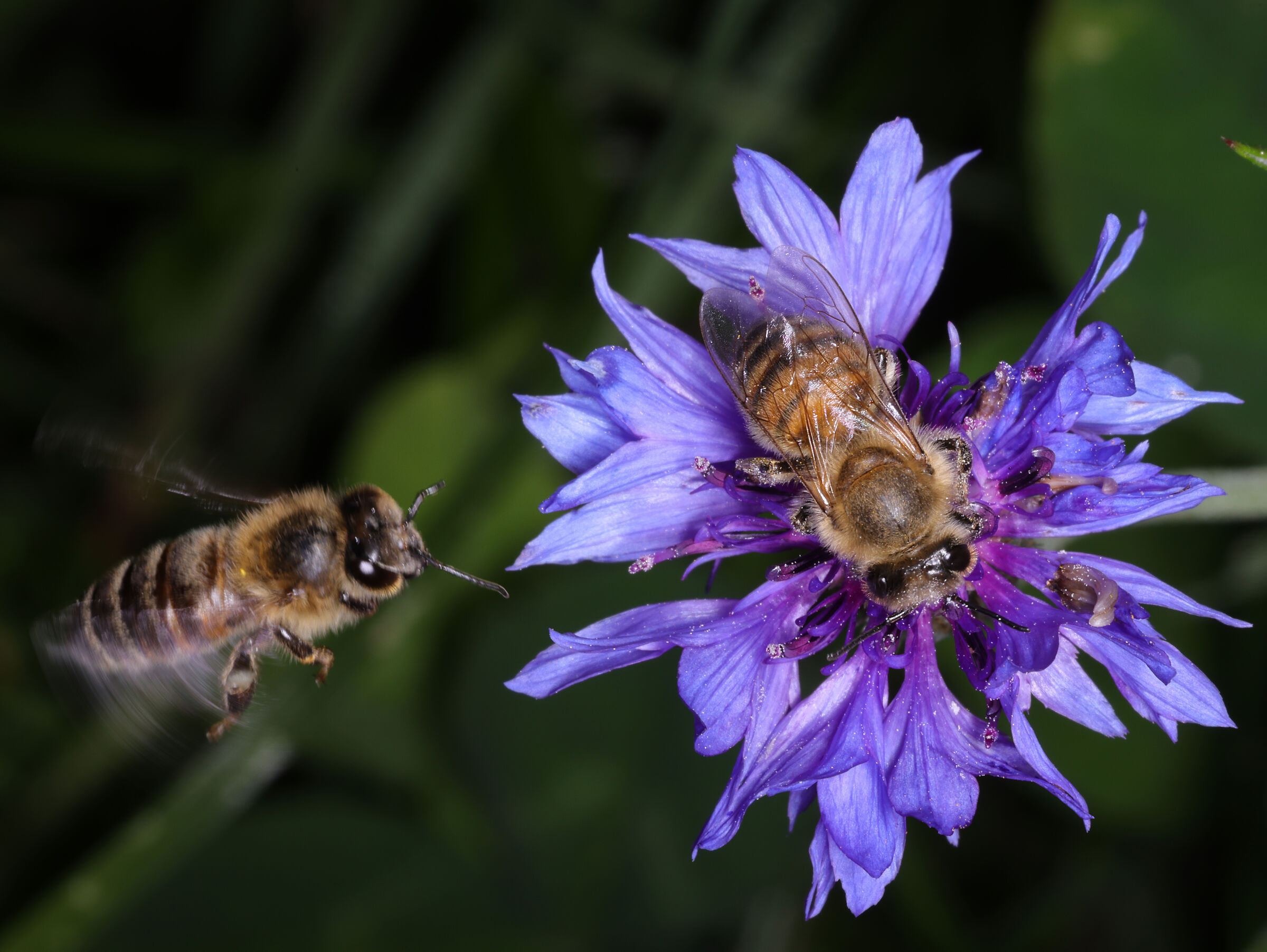 Bee in flight