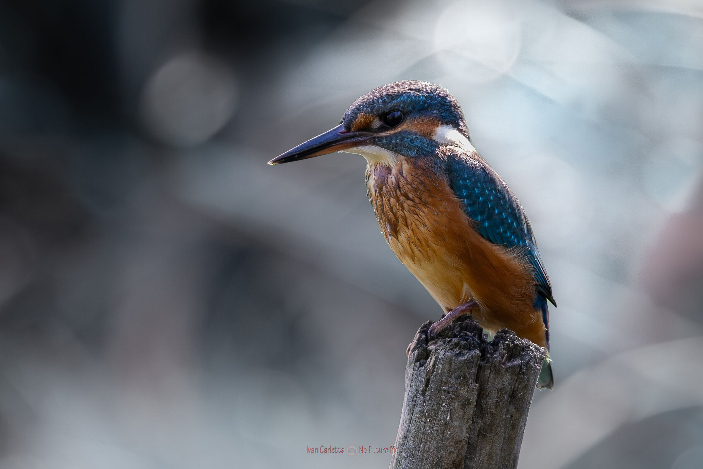 Un martino in contro luce