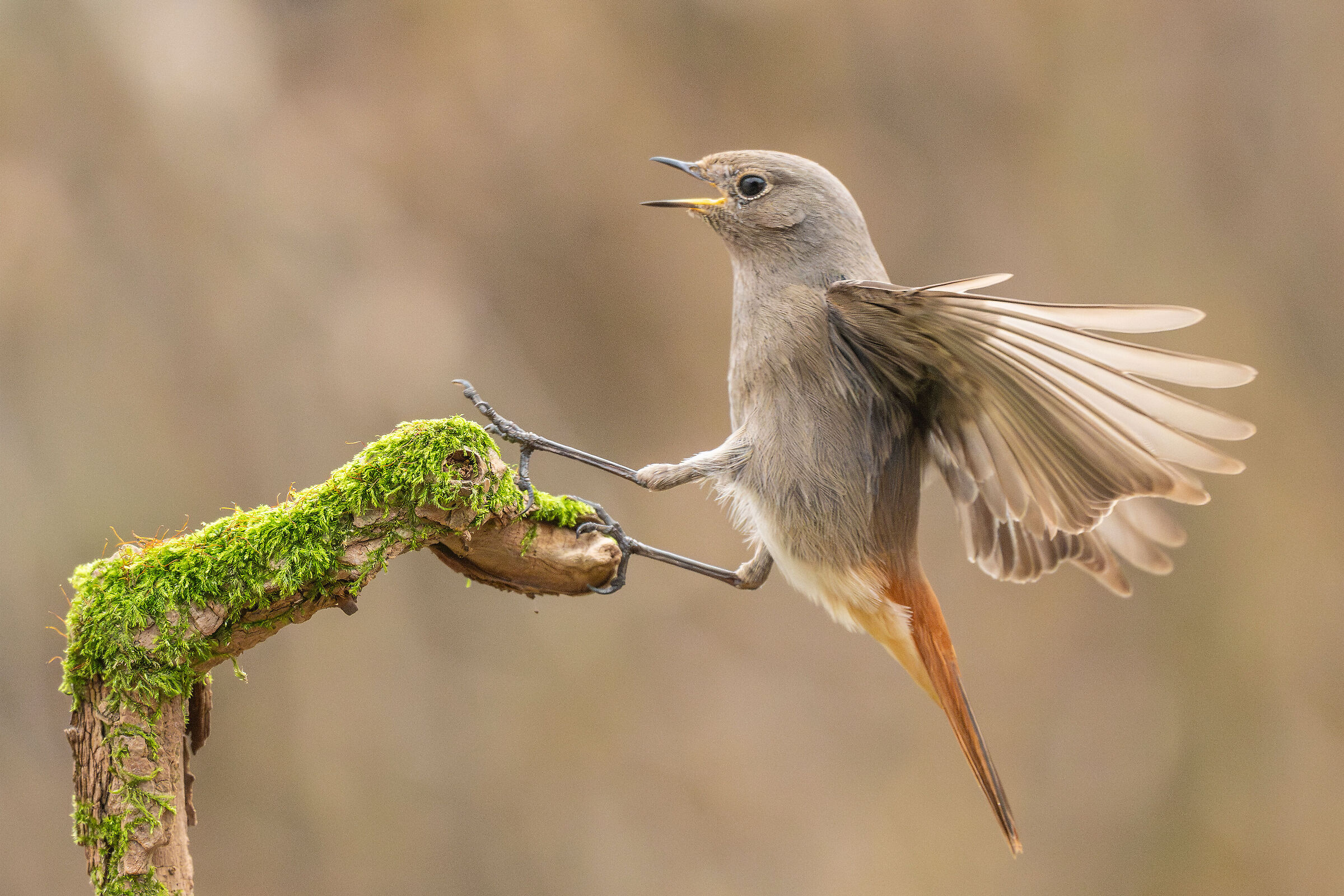 codirosso spazzacamino (femmina)