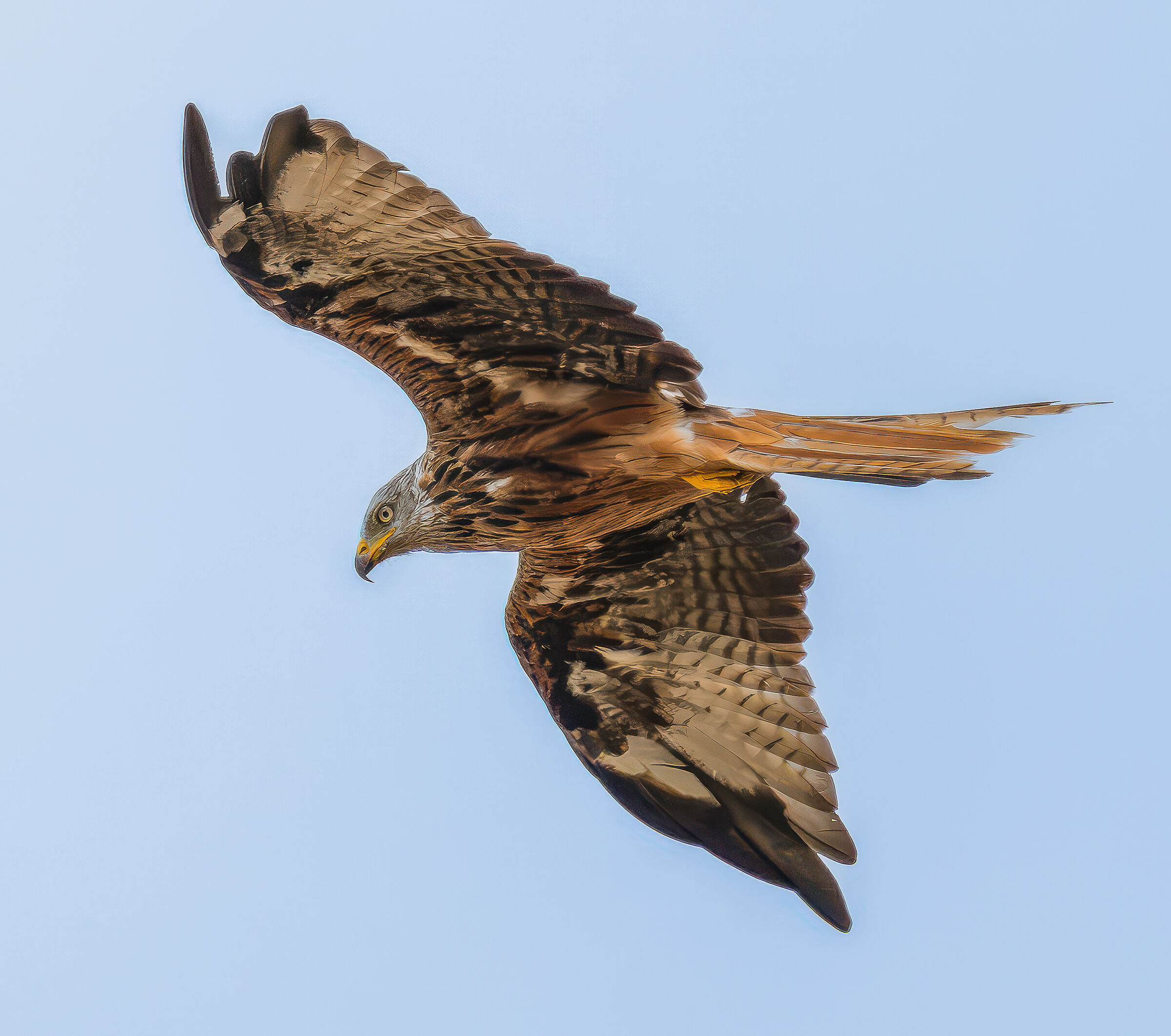 Red kite