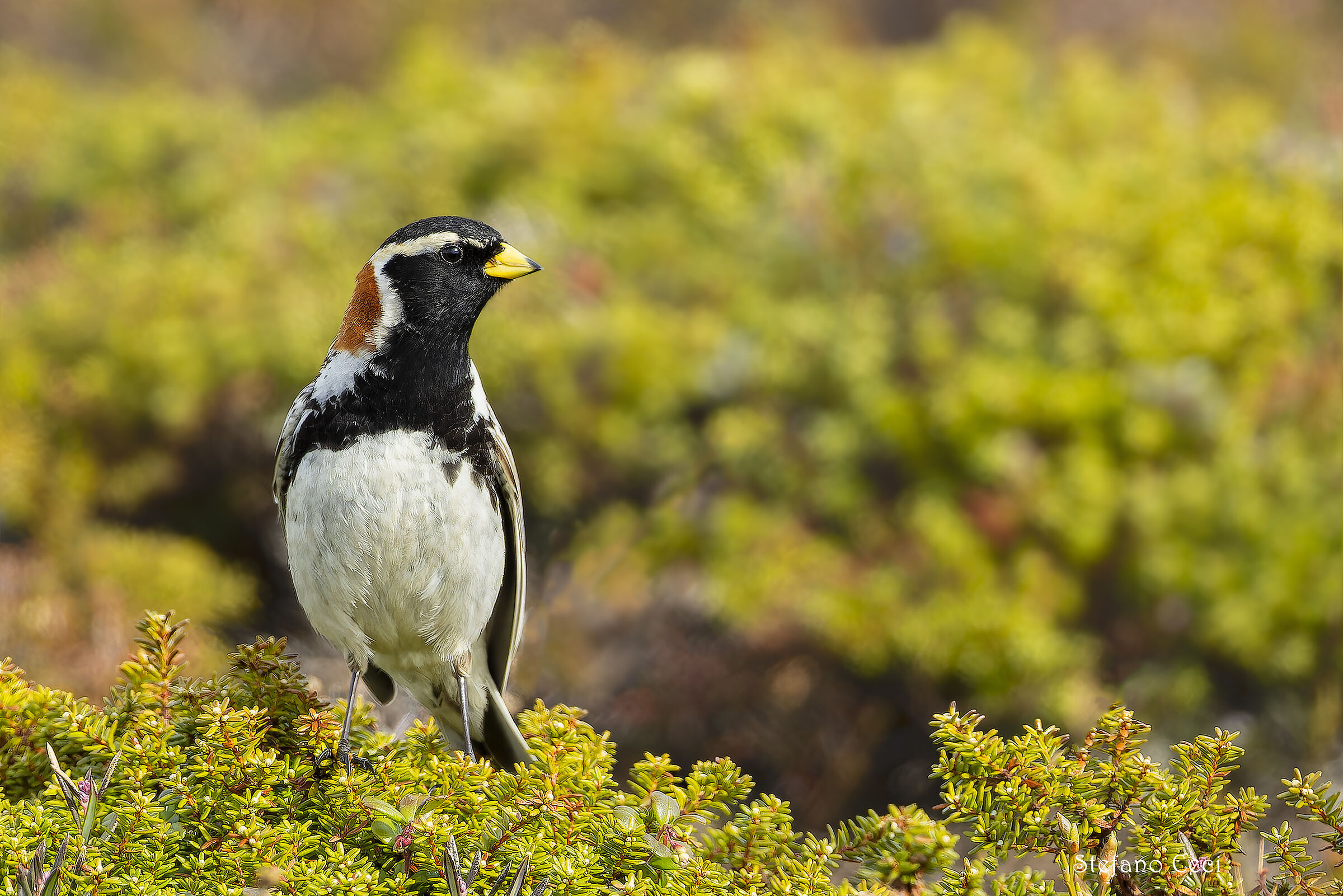 Lapland bunting