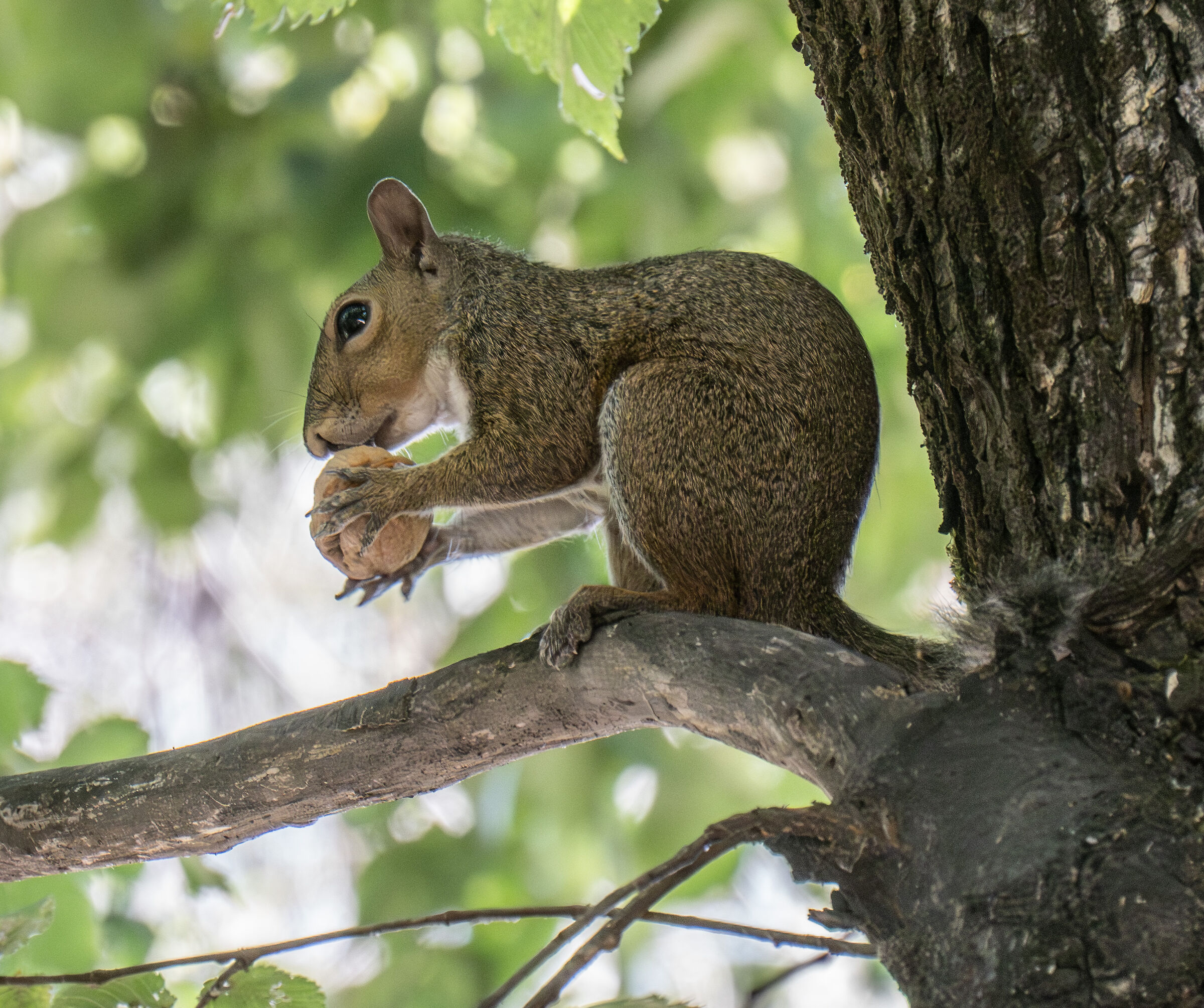 Scoiattolo grigio nel Parco Sempione - 16/08/2025 11:03