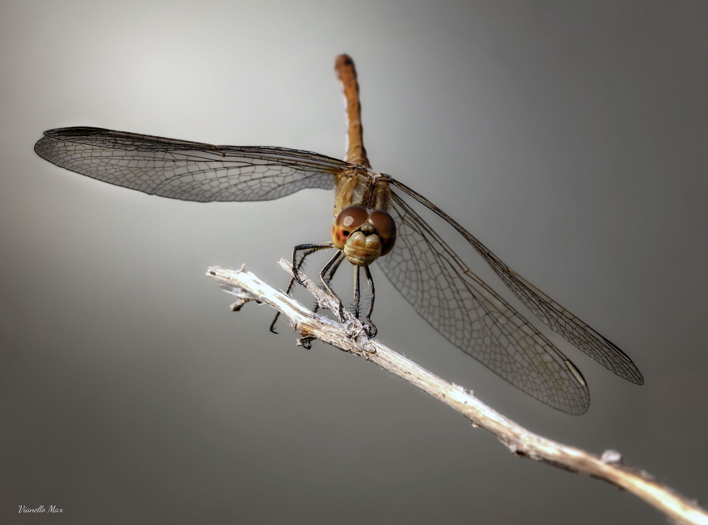 cardinale meridionale