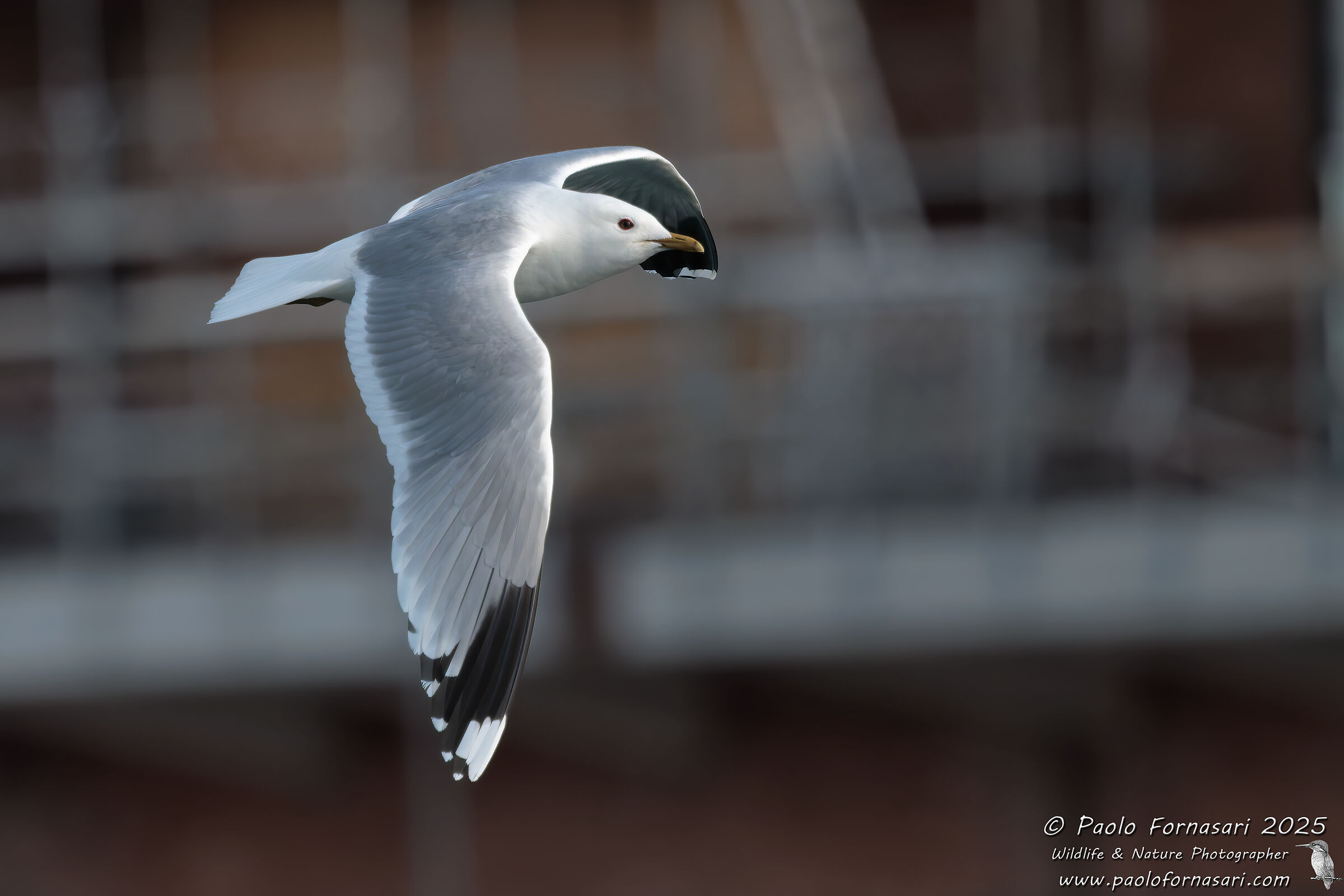 Gavina (Larus canus)