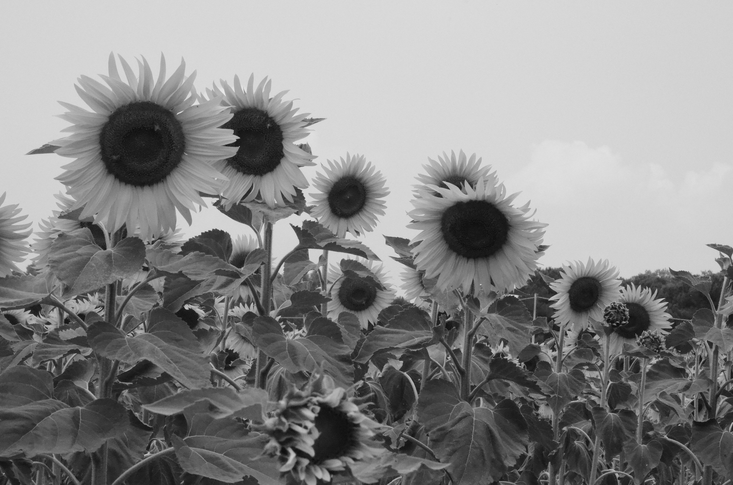 Sunflowers 50 years ago