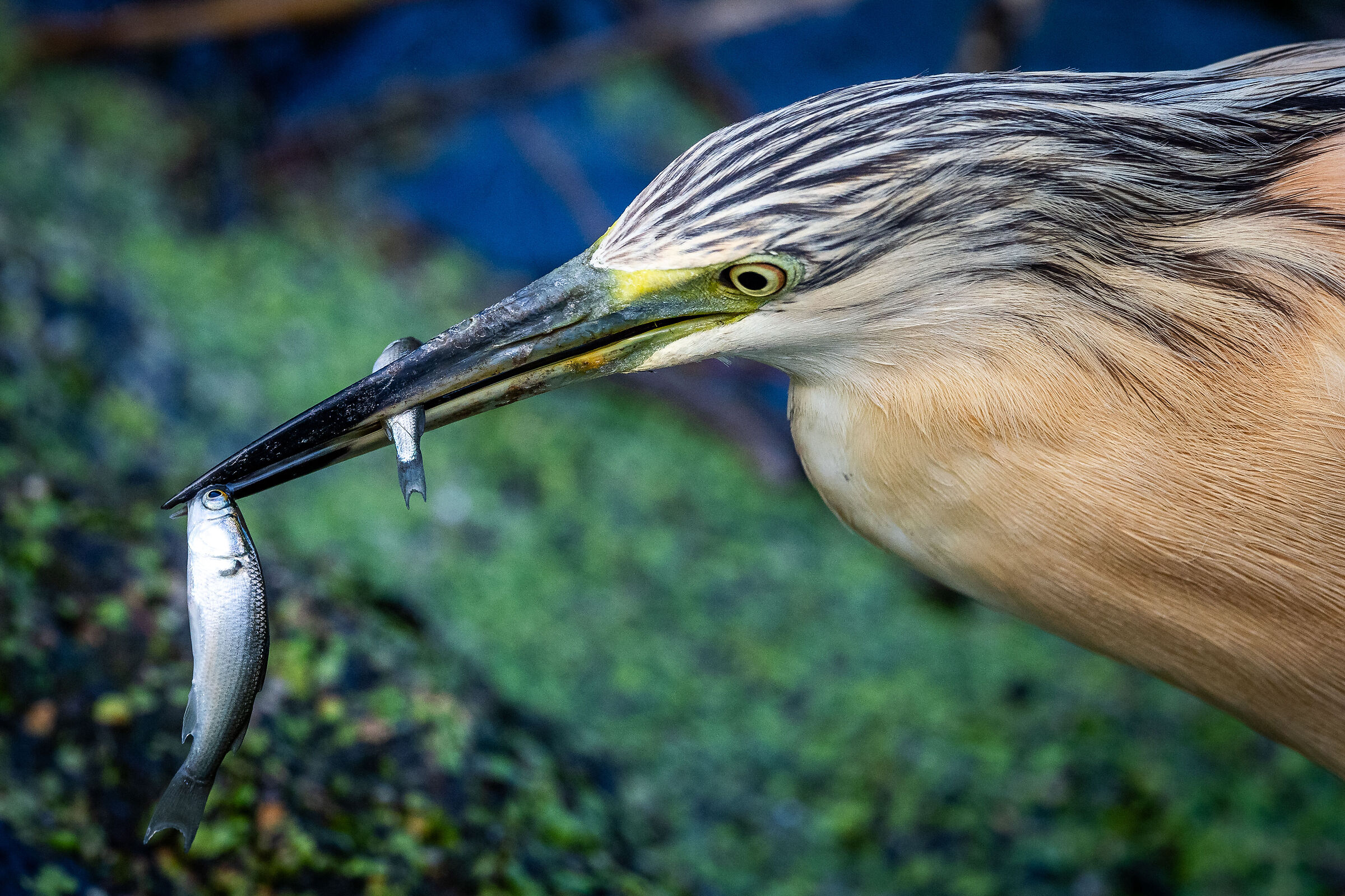 Greedy