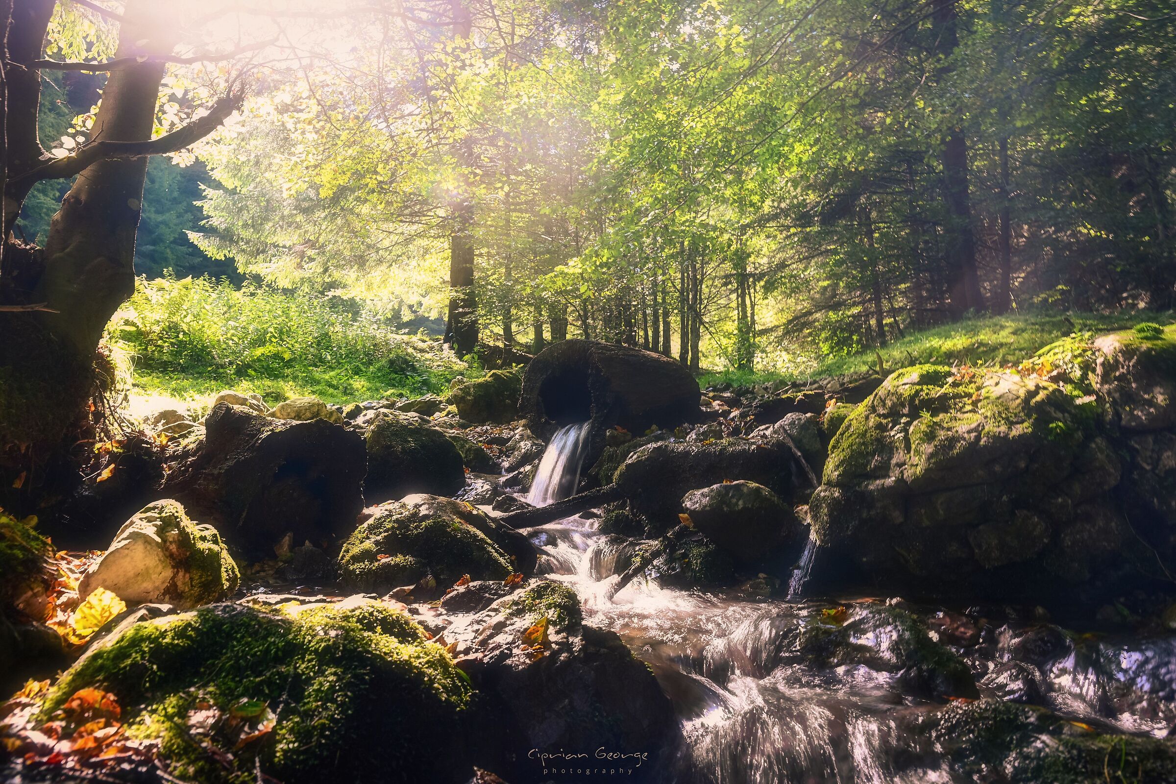 Ricordi di Lothlorien