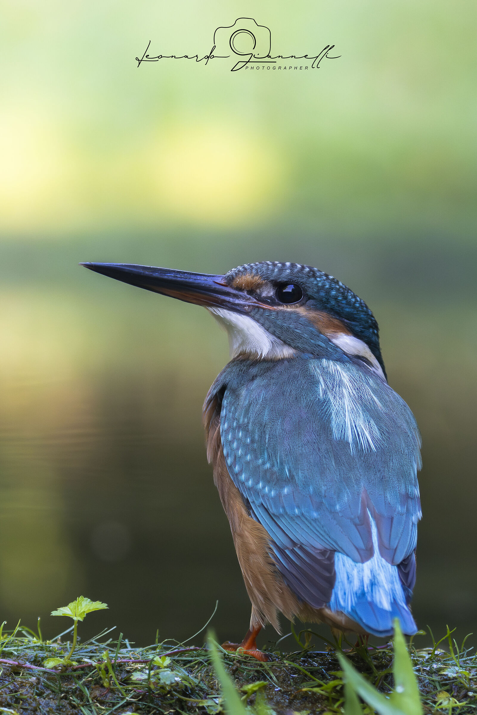 Kingfisher (Alcedo atthis)