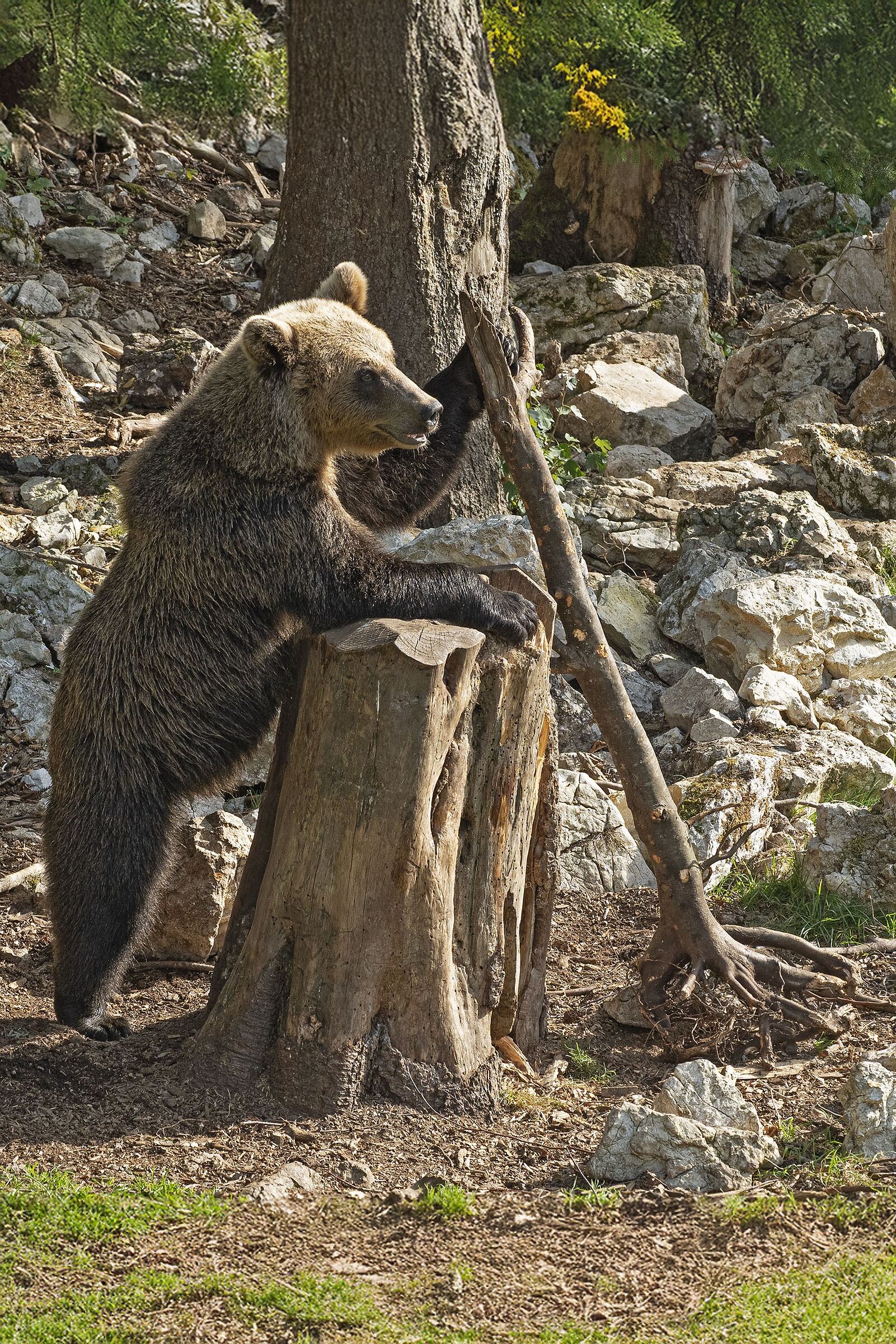 Orso del Jura, JuraPark, Vallorbe, Svizzera