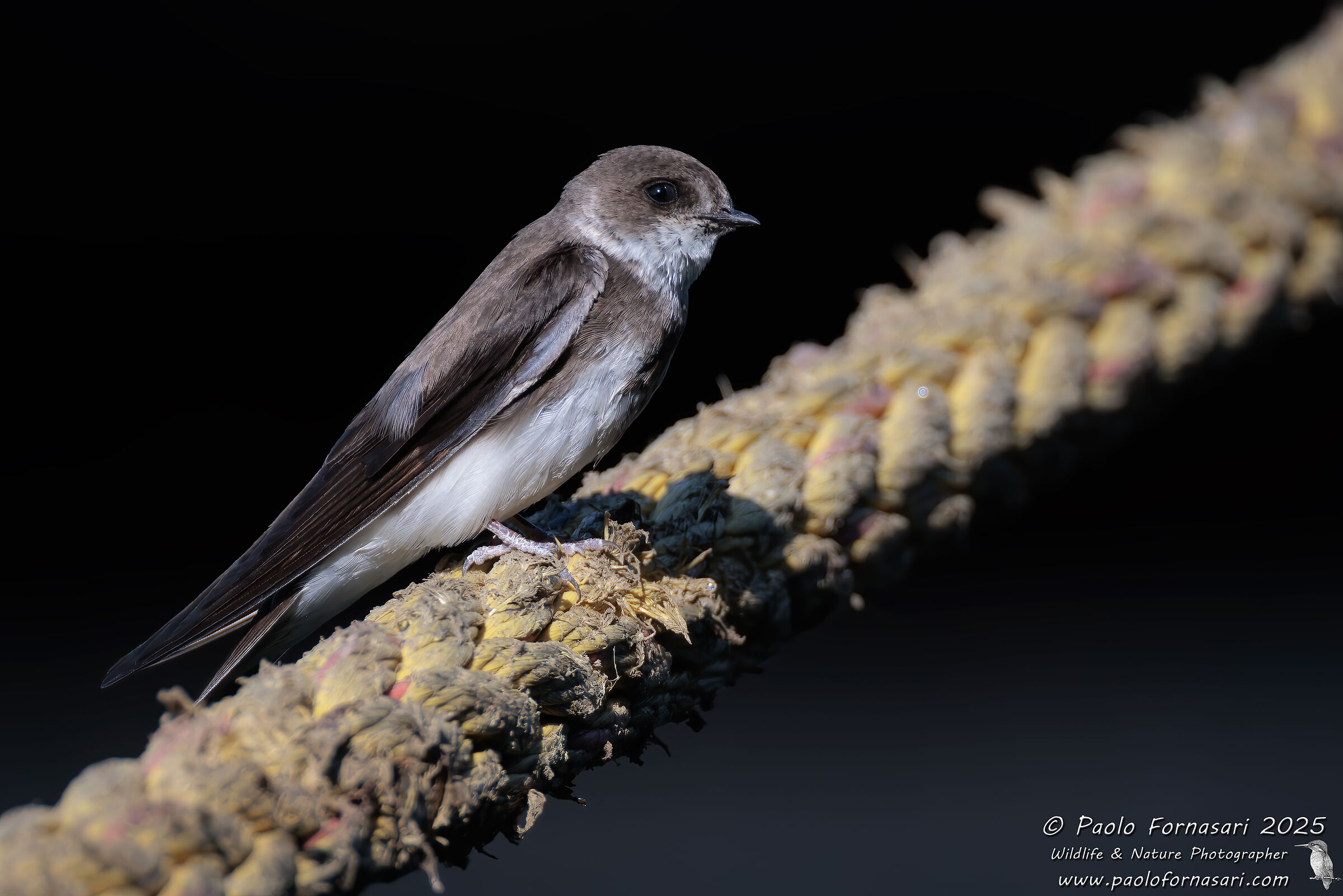 Topino (Riparia riparia)