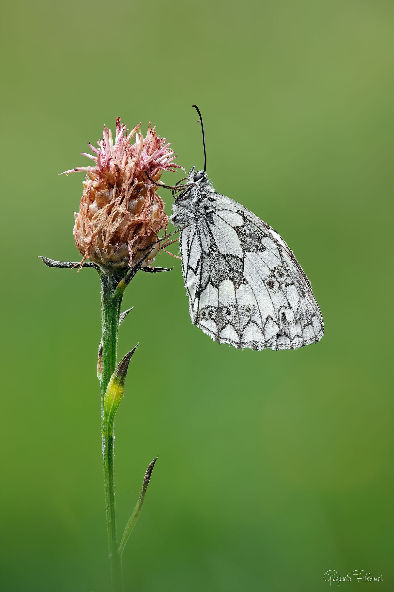 Melanargia galathea