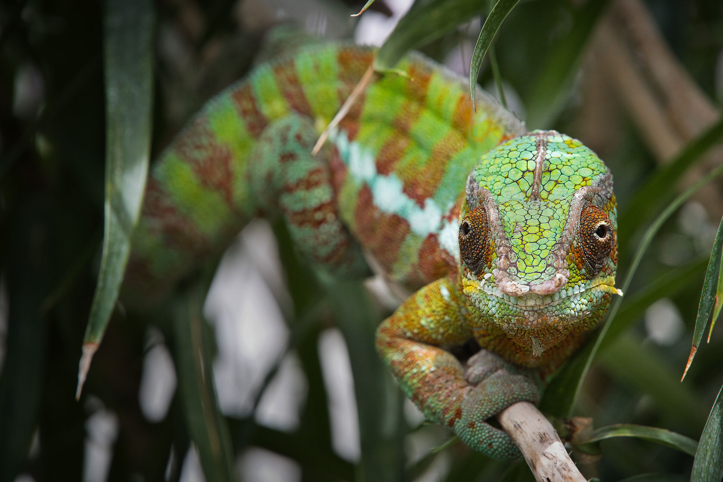 Chameleon