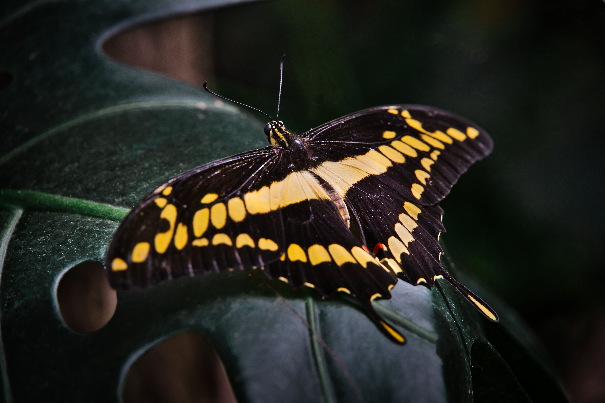 Papilio Cresphontes II