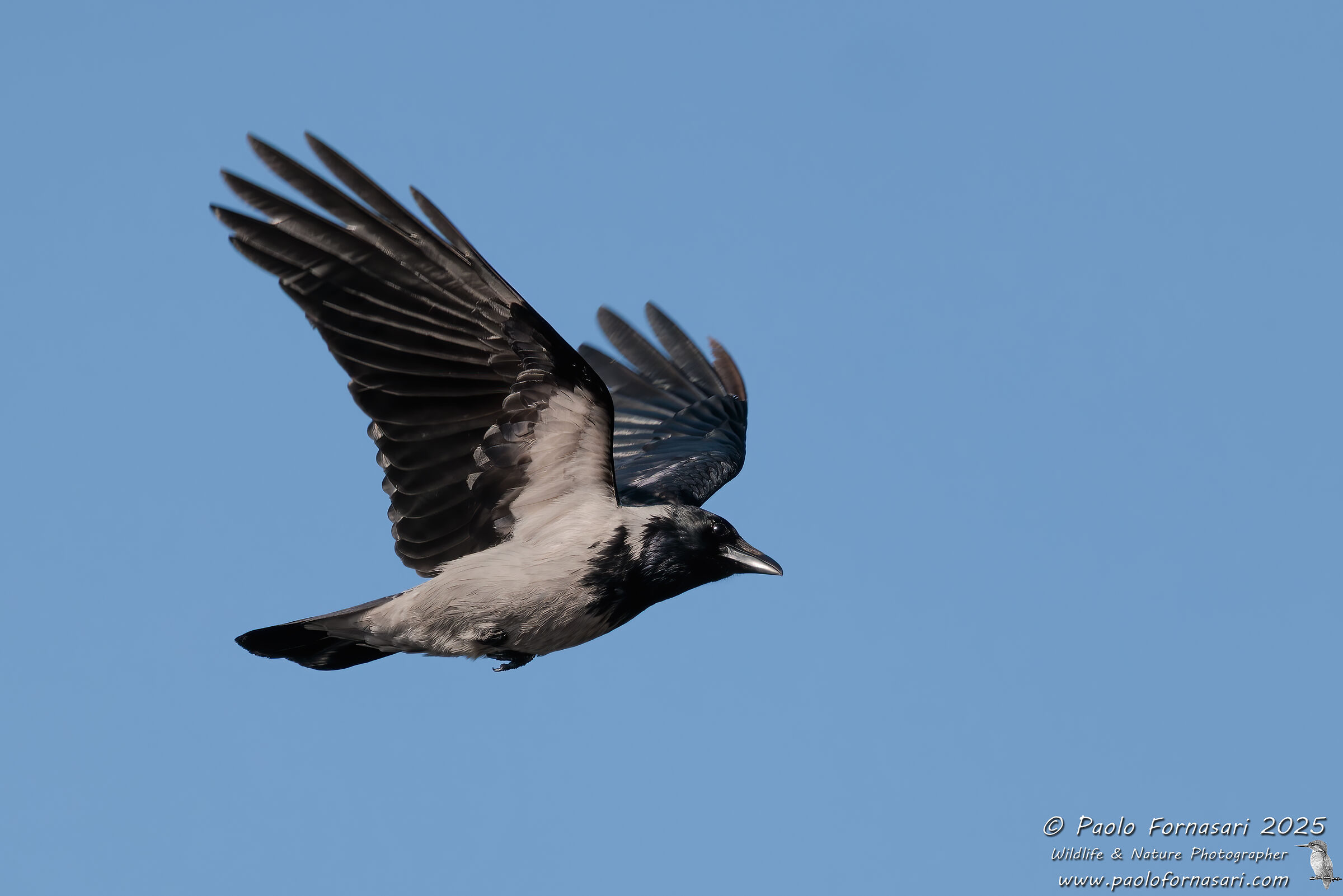 Cornacchia grigia (Corvus cornix)
