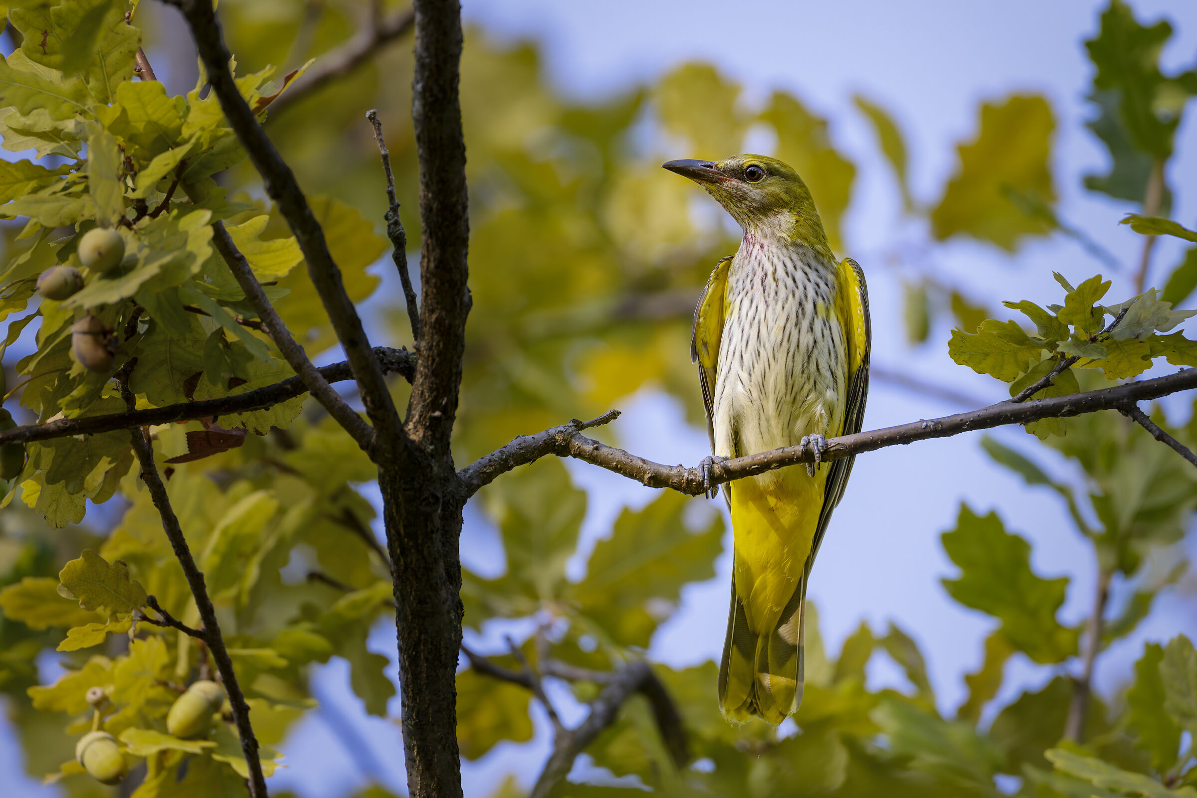 Golden oriole after a feast
