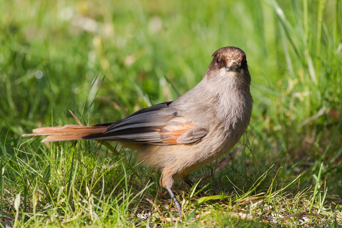 Siberian Jay
