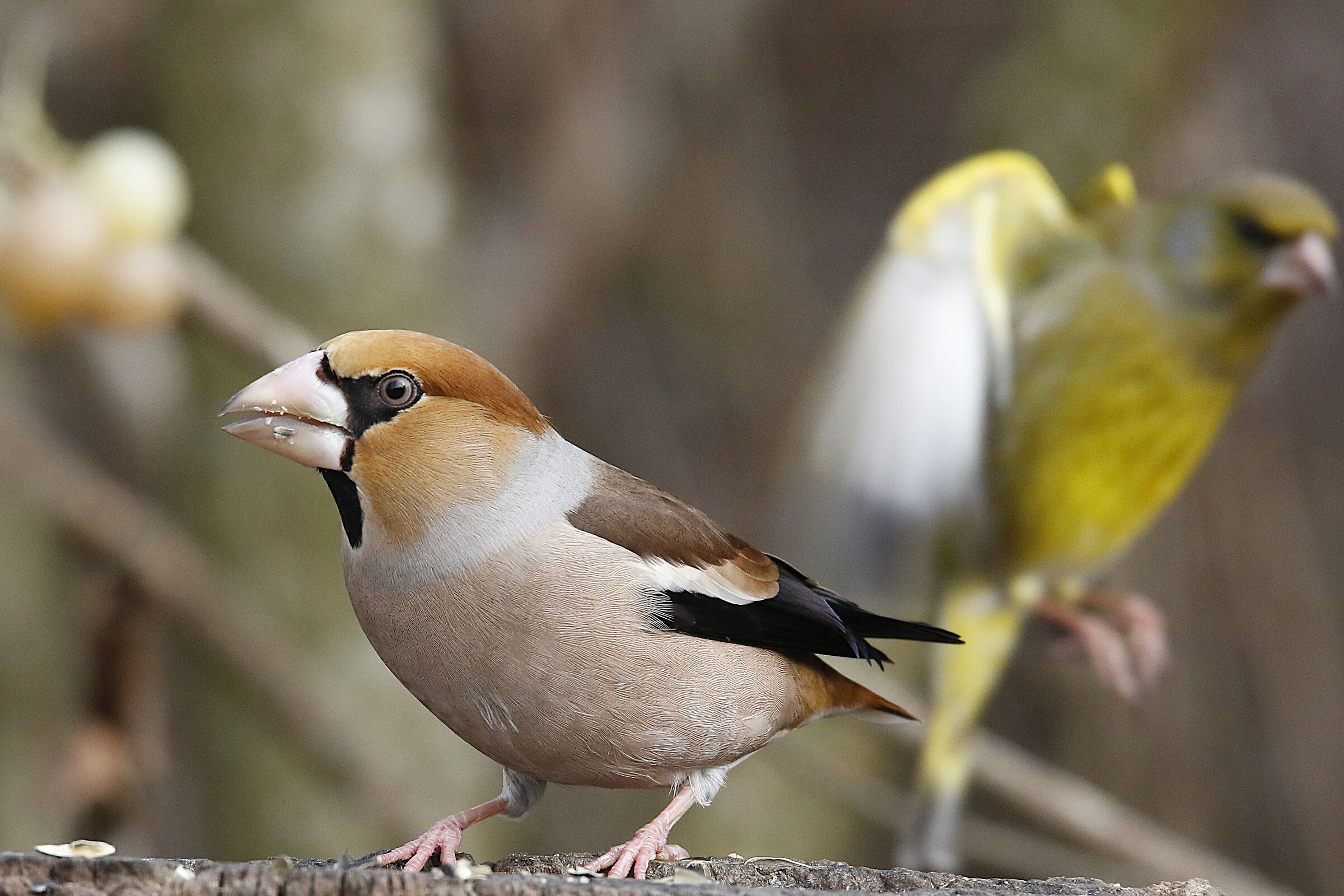 Hawfinch
