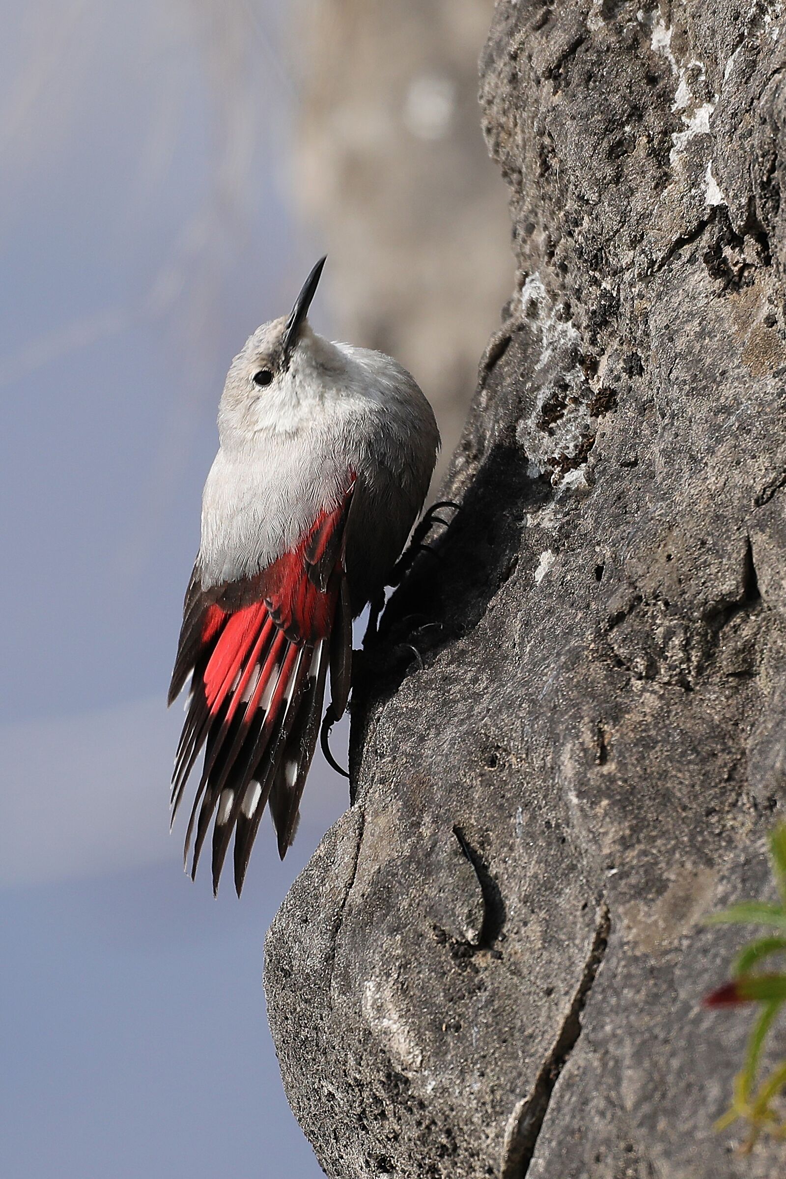 Wallcreeper