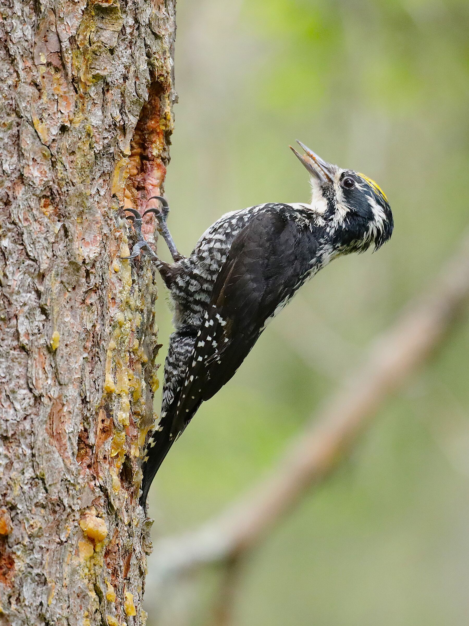 Three-toed woodpecker