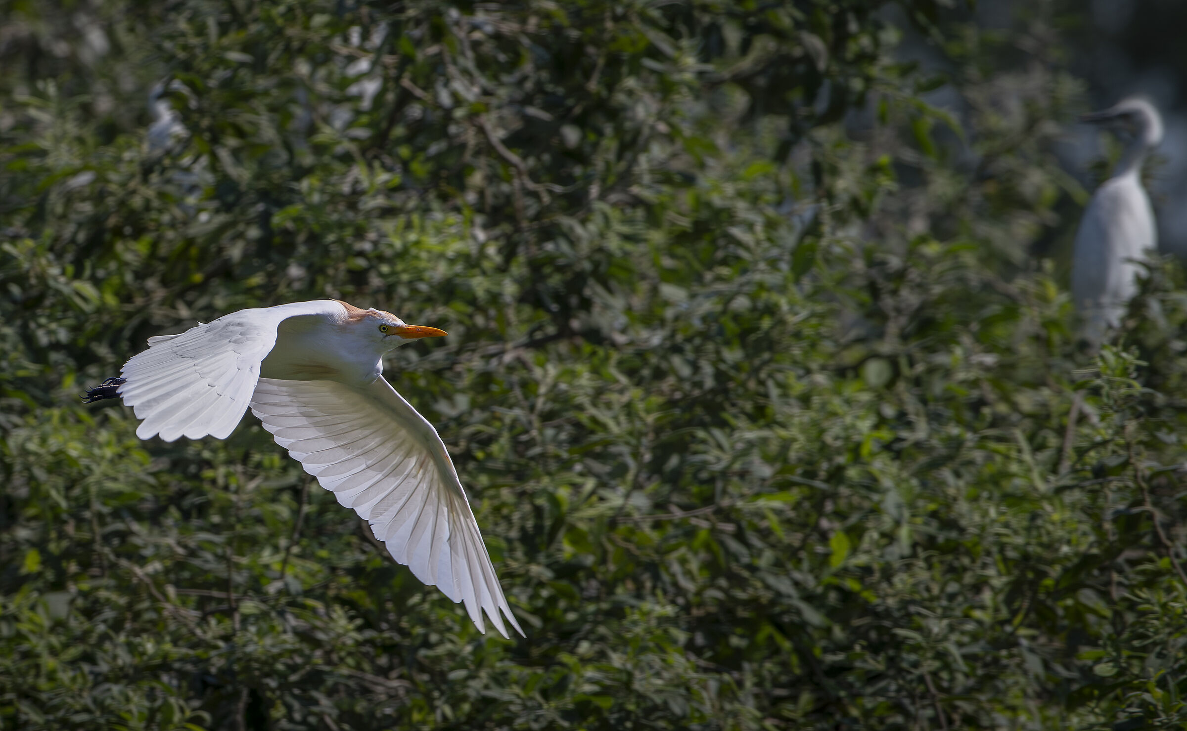Cattle Egrets