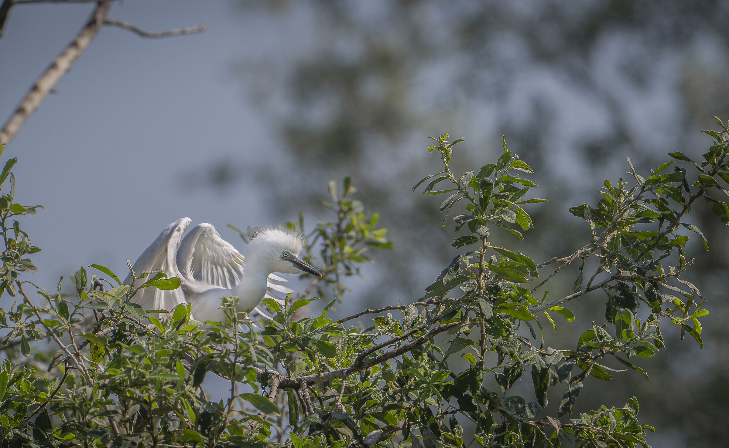 Cattle egret chick