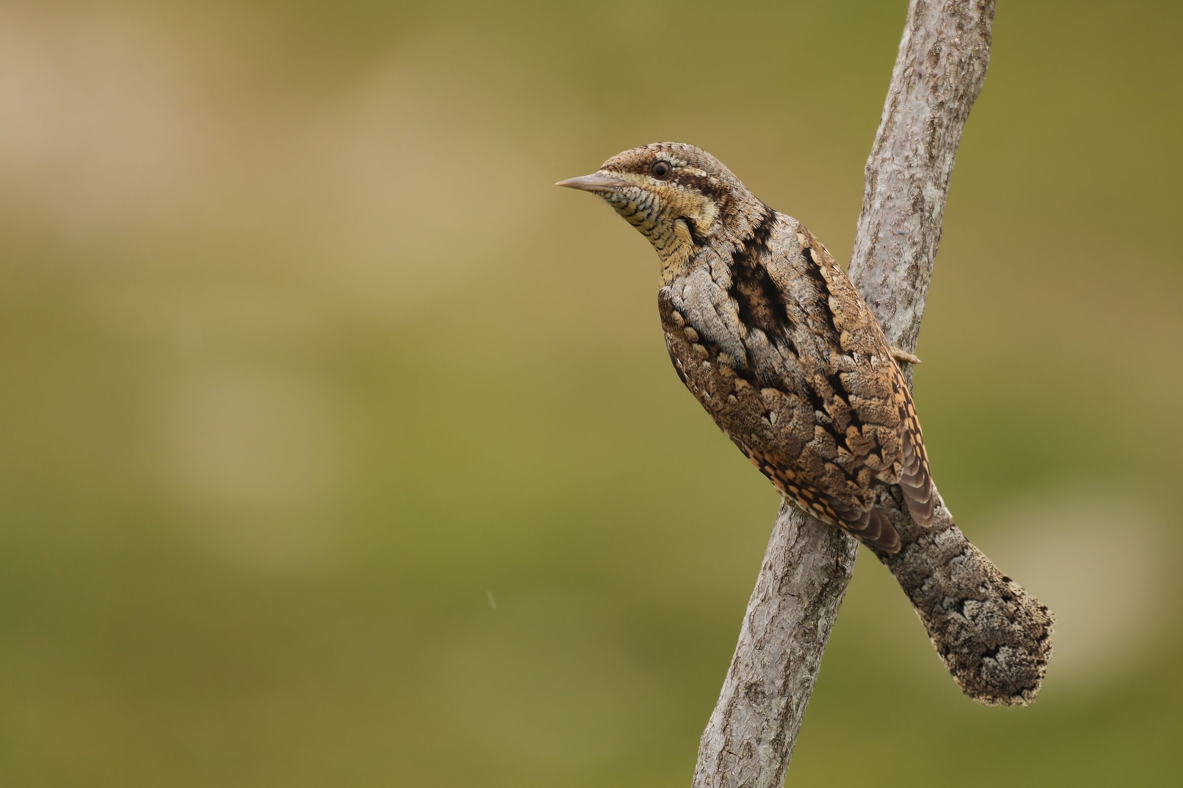 Wryneck